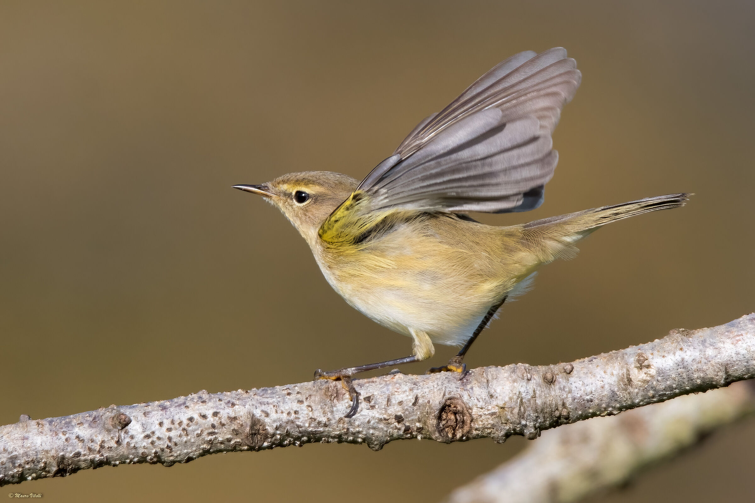 Luì Piccolo (Phylloscopus collybita)