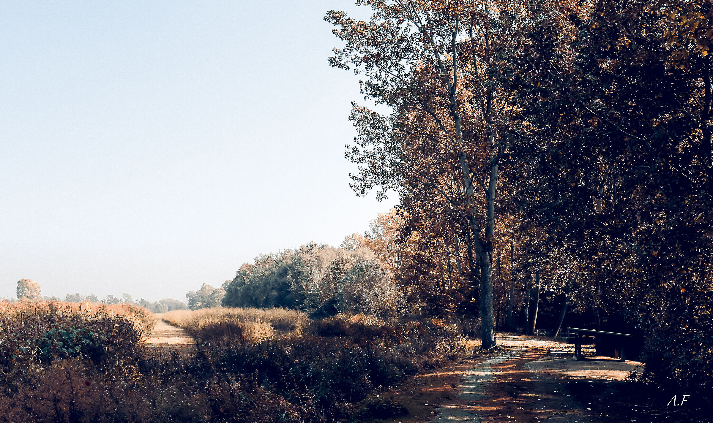 Lodi Heath