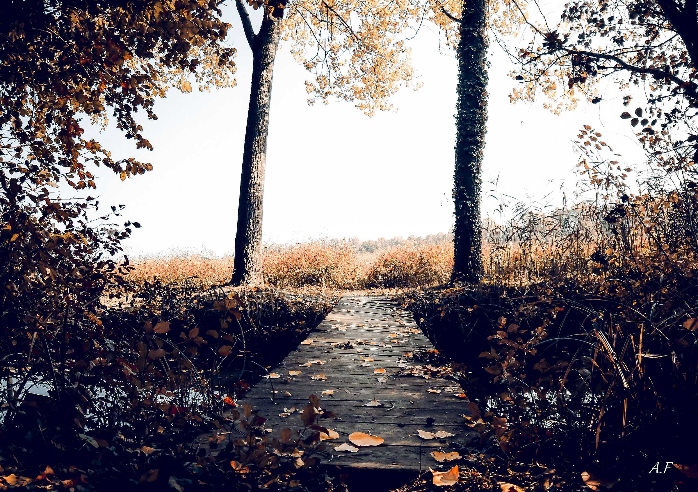 Lodi Heath
