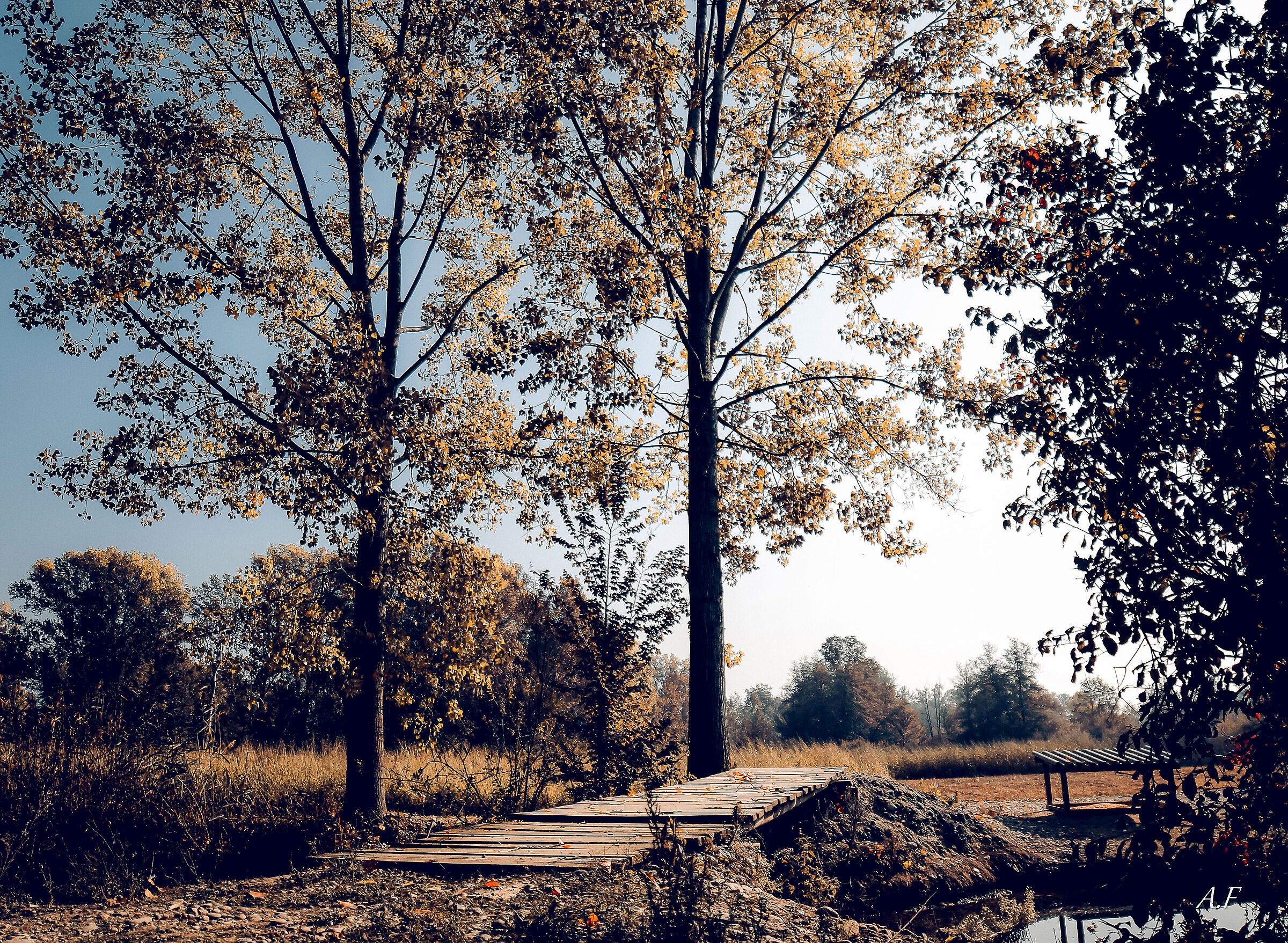 Lodi Heath