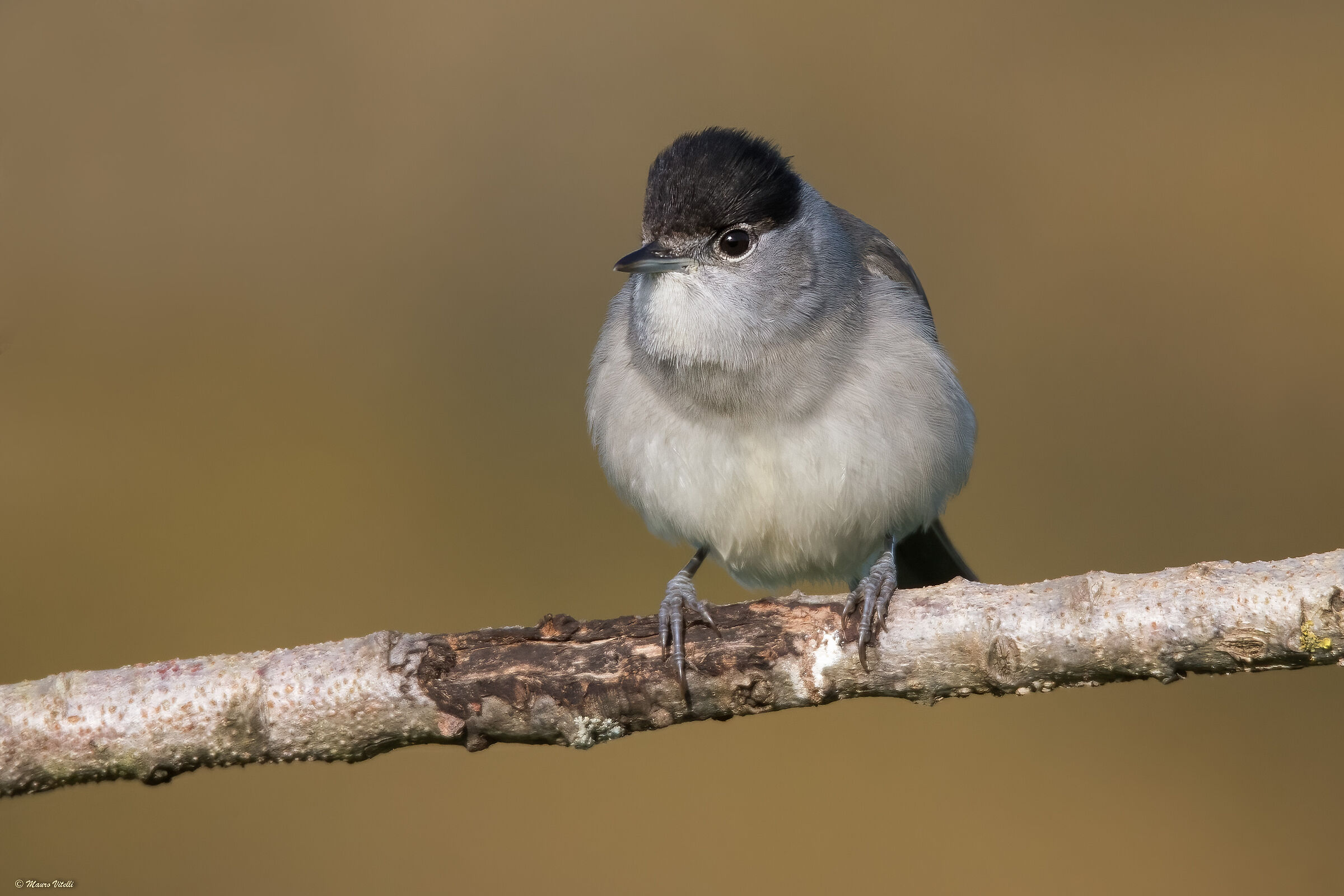 Capinera (Sylvia atricapilla) M