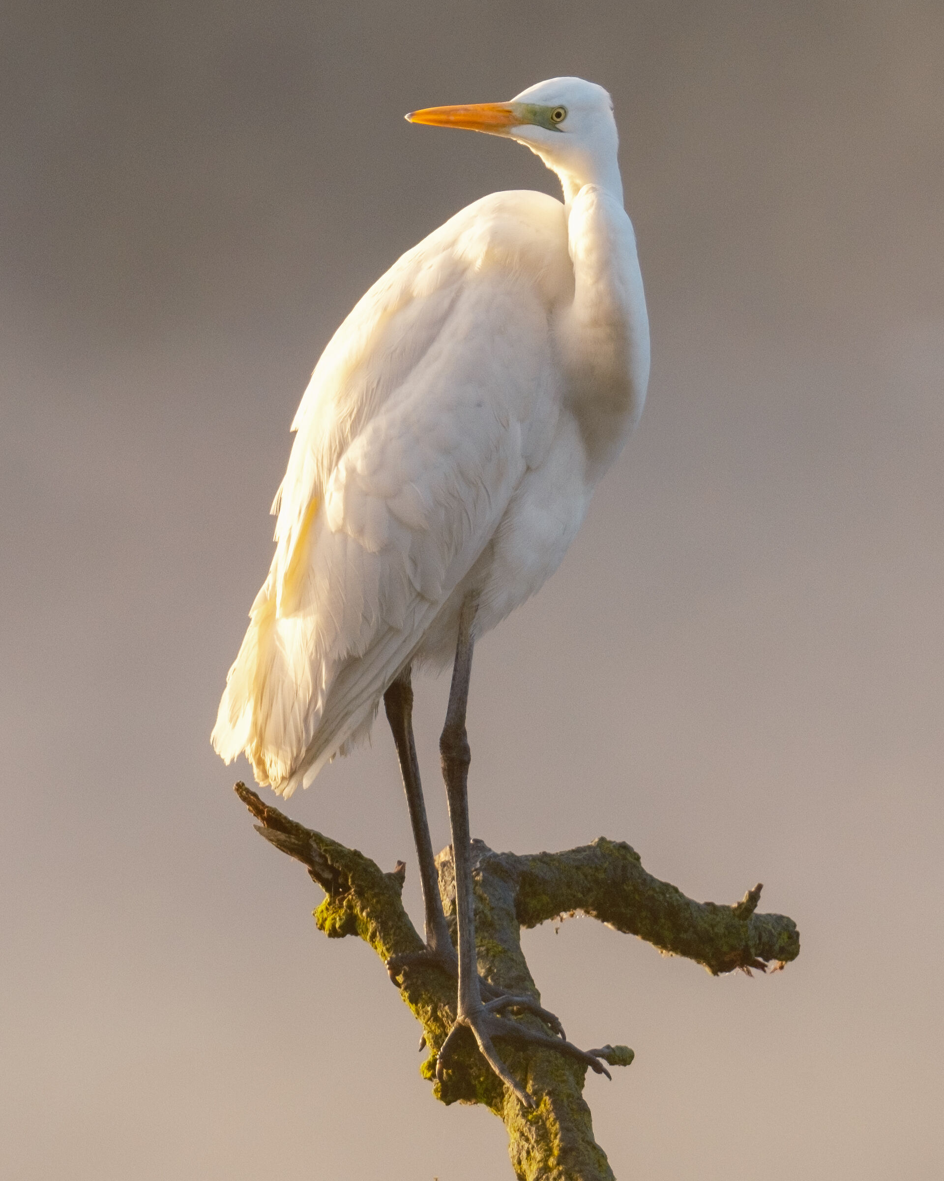 Airone Bianco Maggiore
