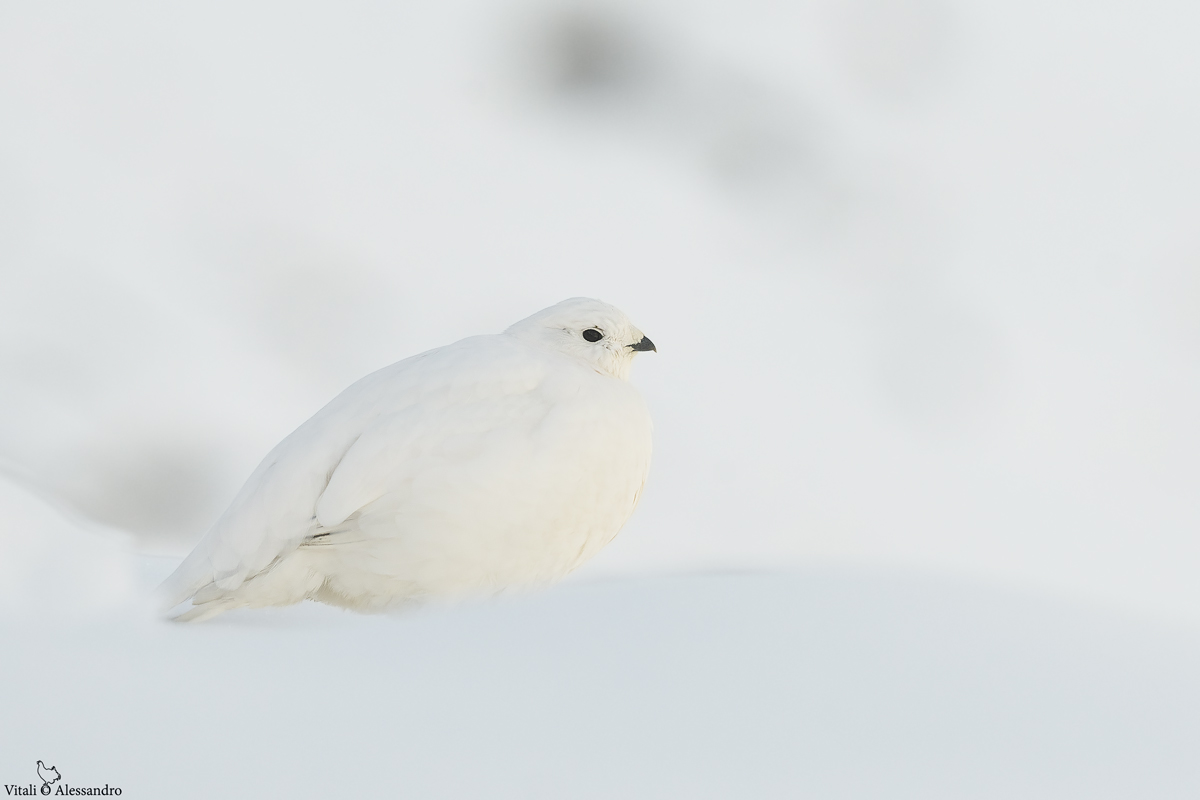 Ptarmigan