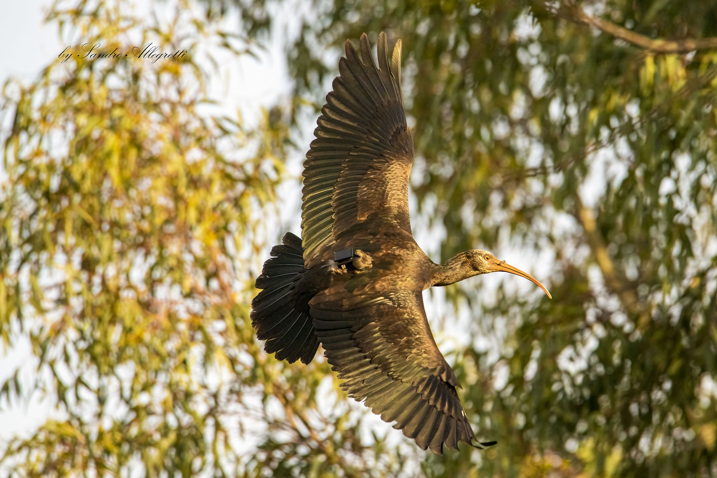 L'ibis eremita (Geronticus eremita)