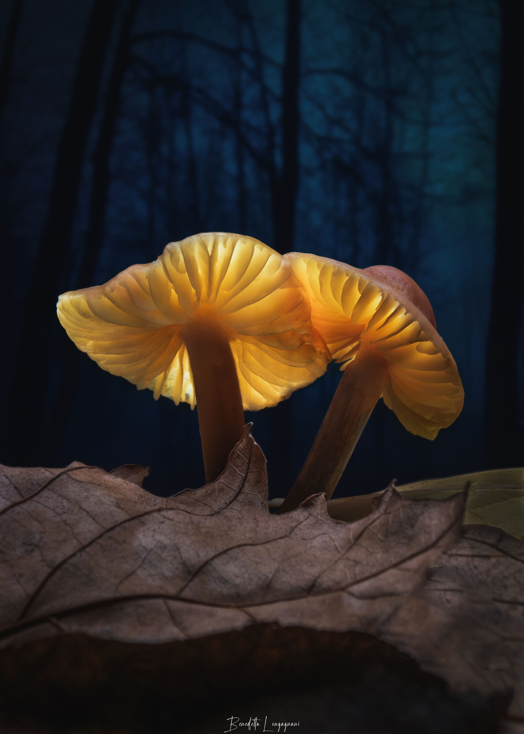 I guardiani del bosco