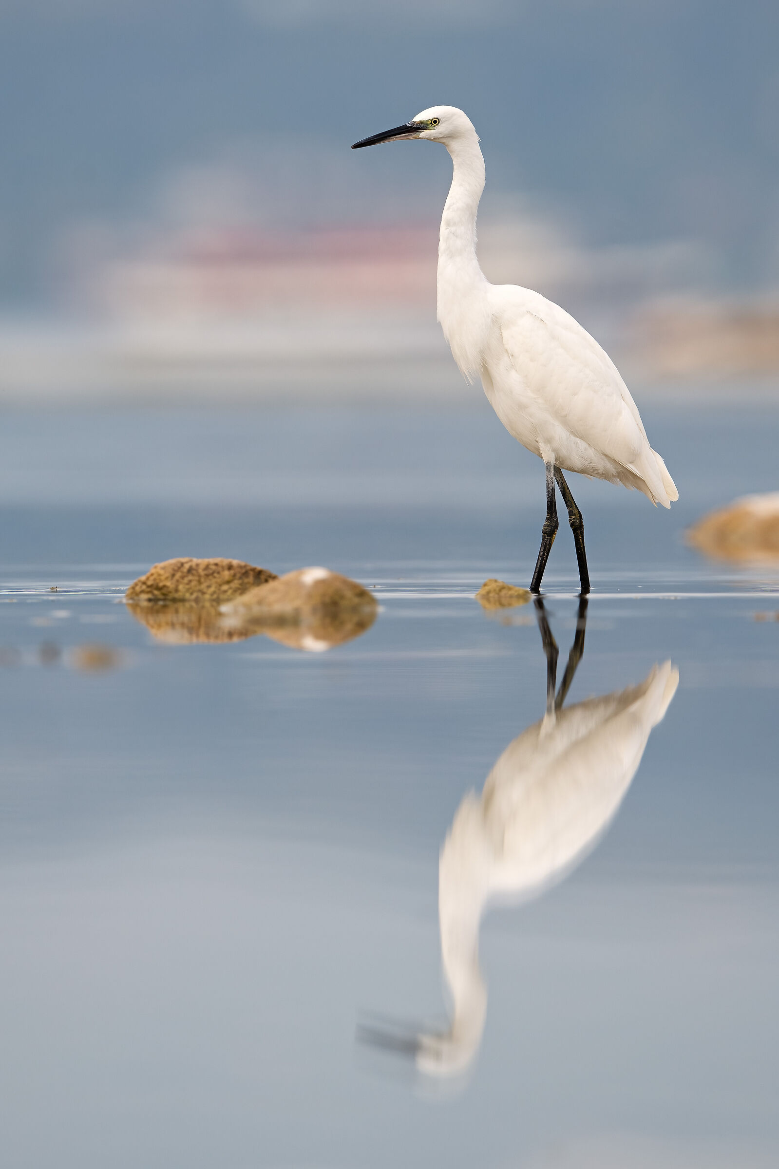Egret