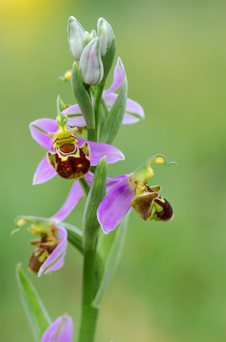 Ophrys Apifera (2013)