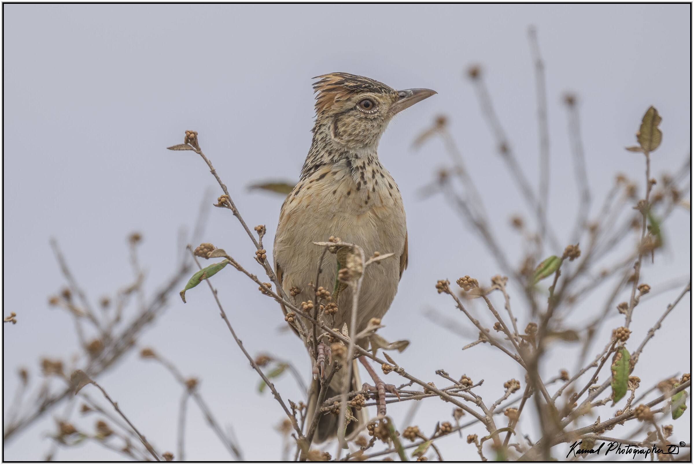 Rufous-naped greenlet
