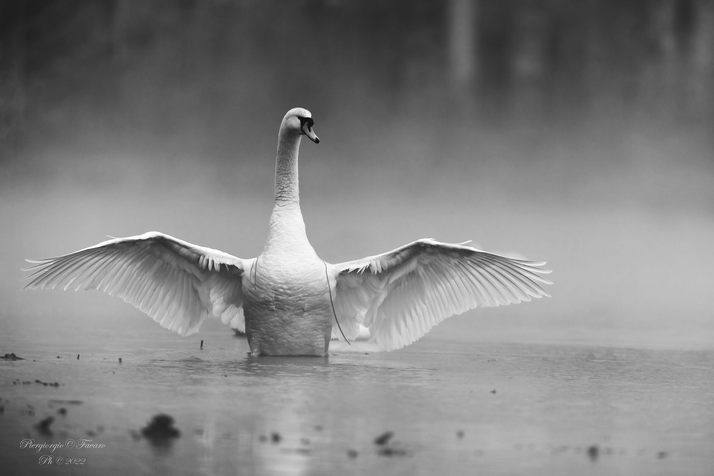 The KING in the fog.