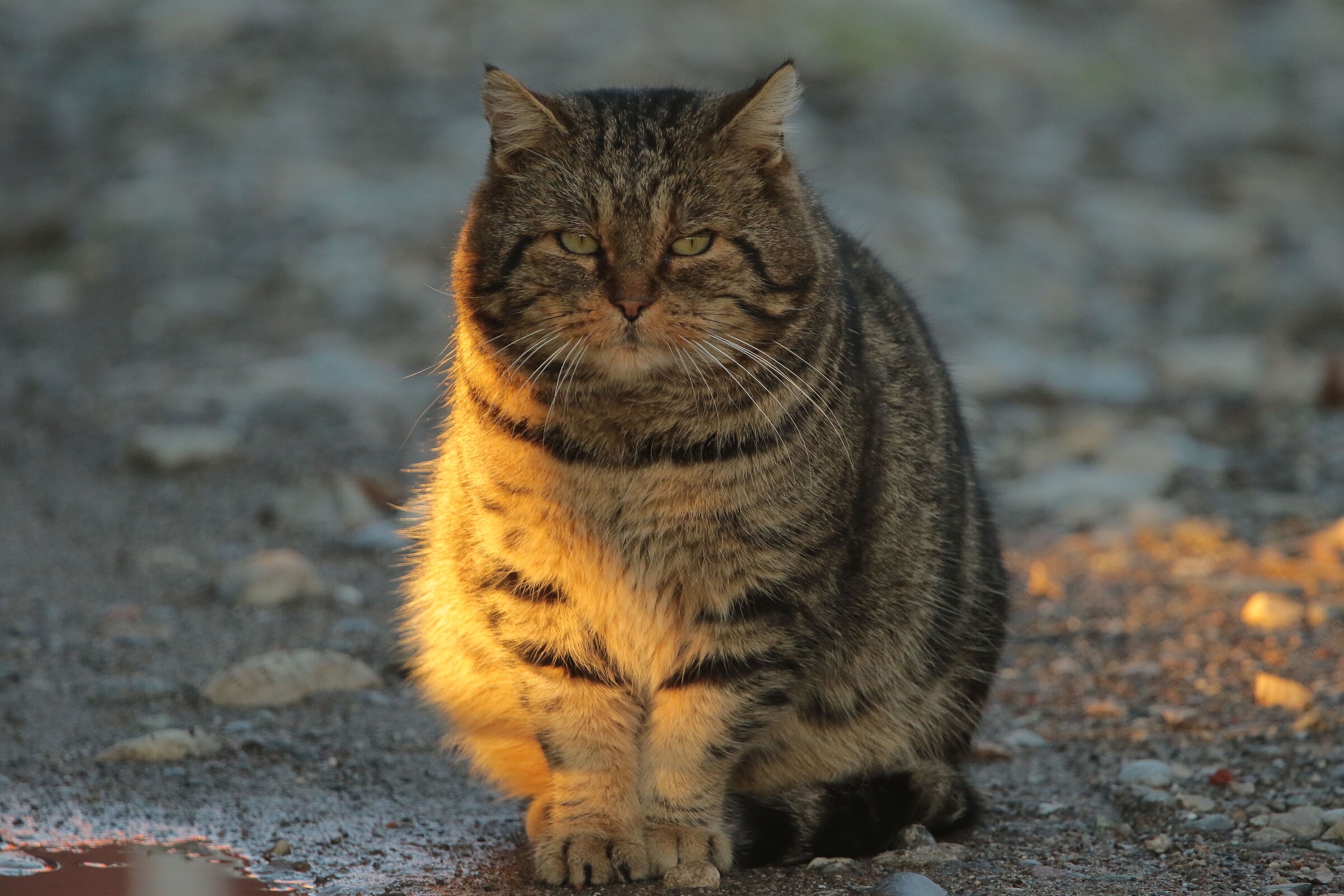 A solitary cat 6/12/2022