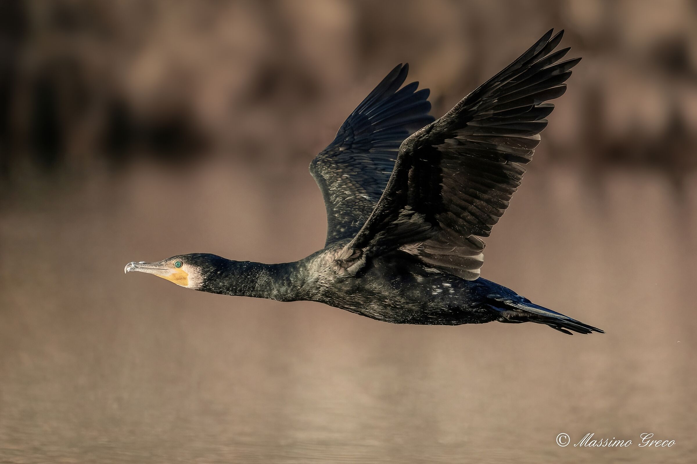Cormorano (Phalacrocorax carbo)