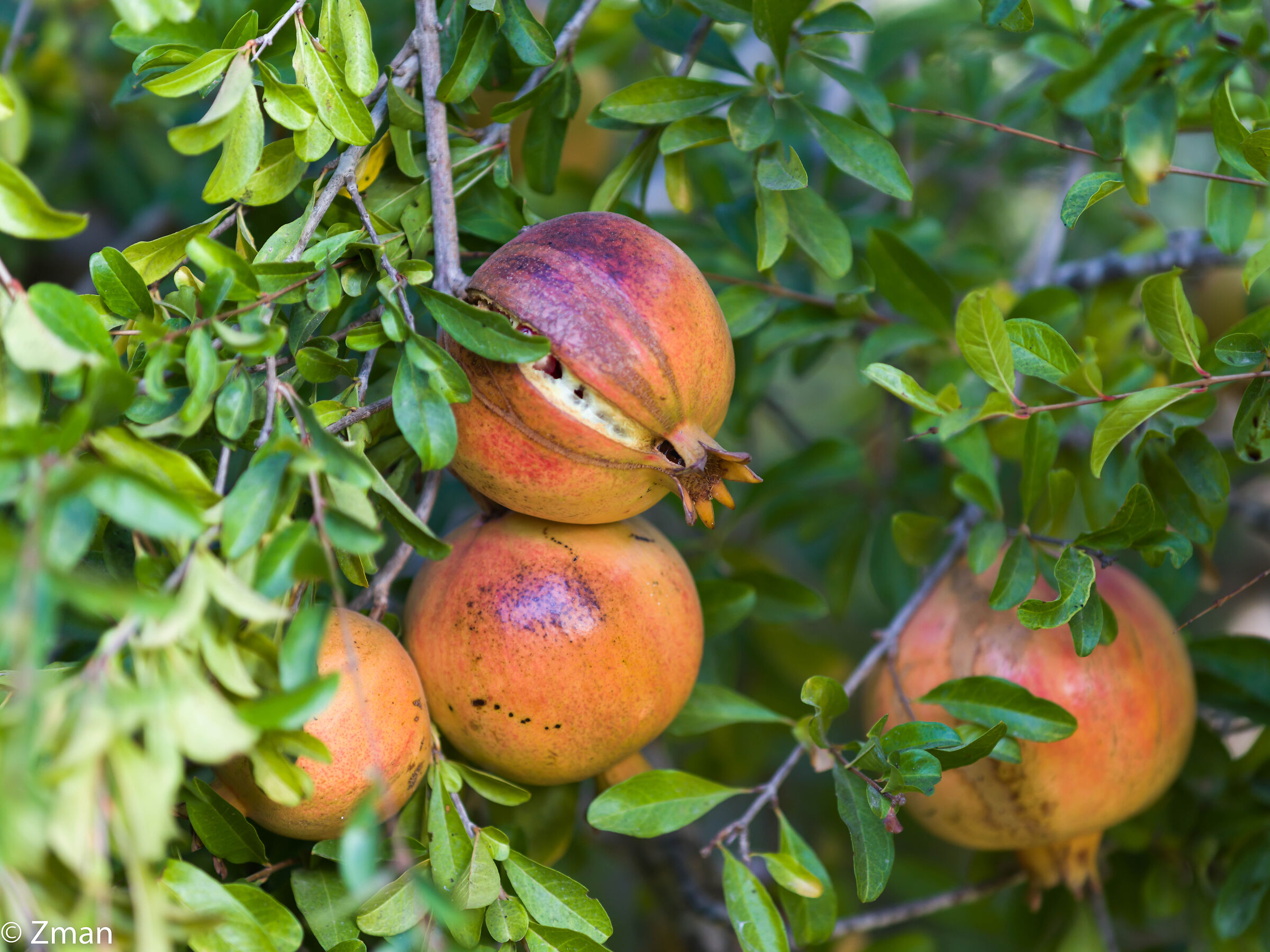 Frutto del melograno