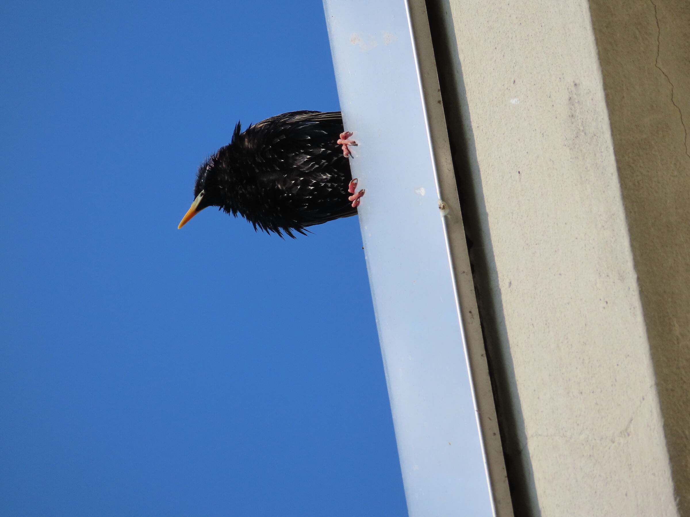 The little lookout with the orange beak