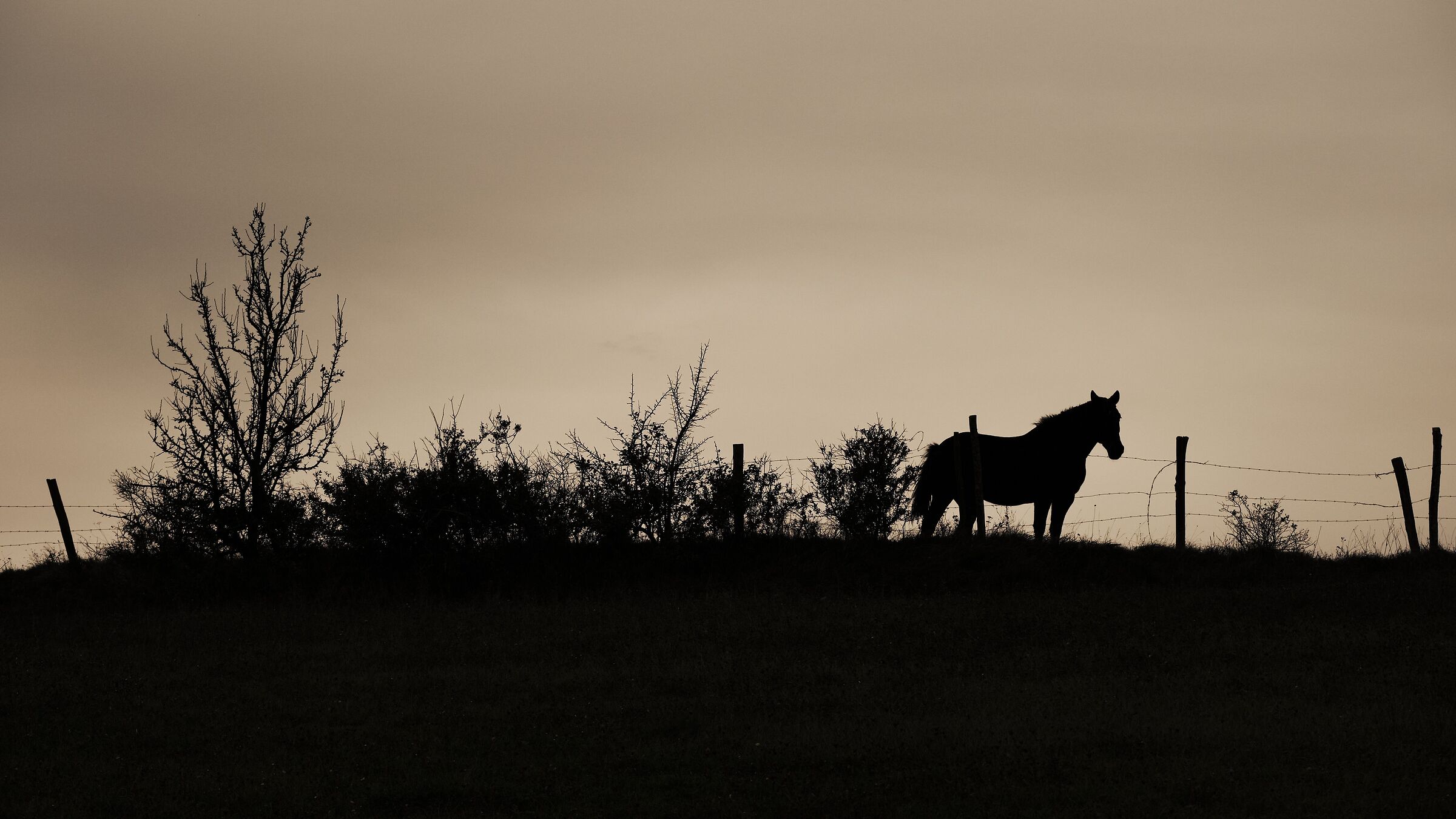 The horse of Monte Canda