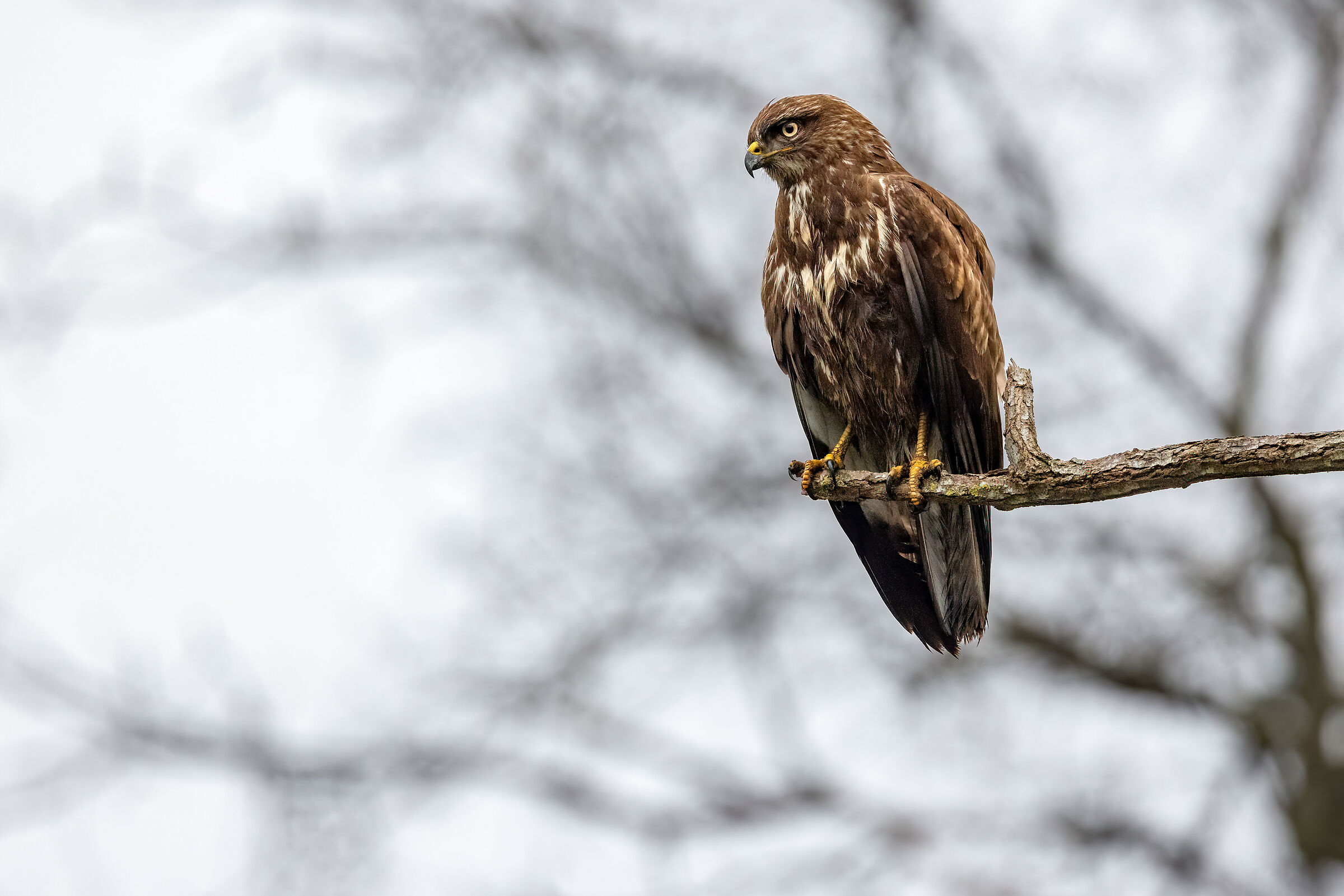 Buteo buteo