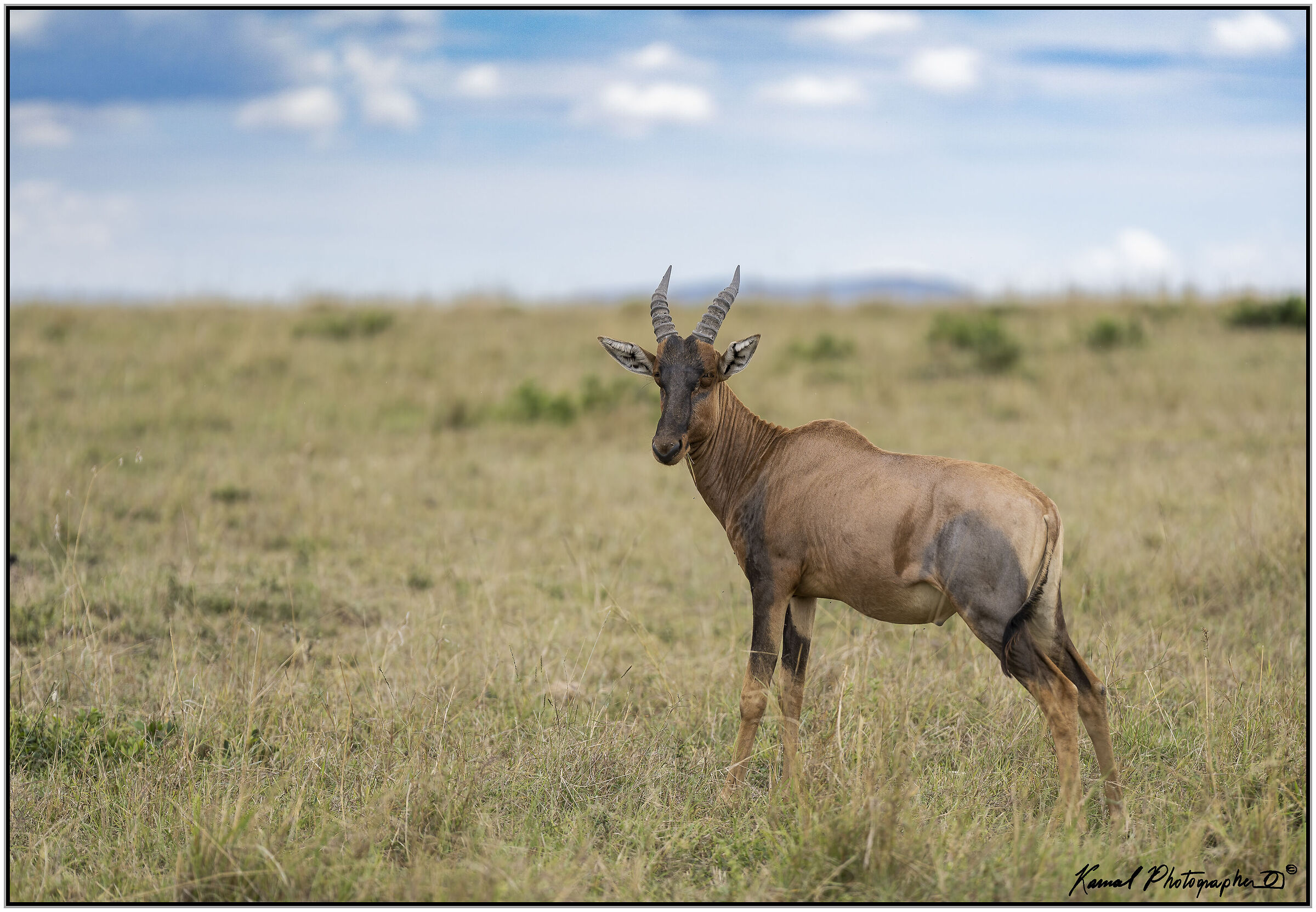 Damaliscus lunatus jimela