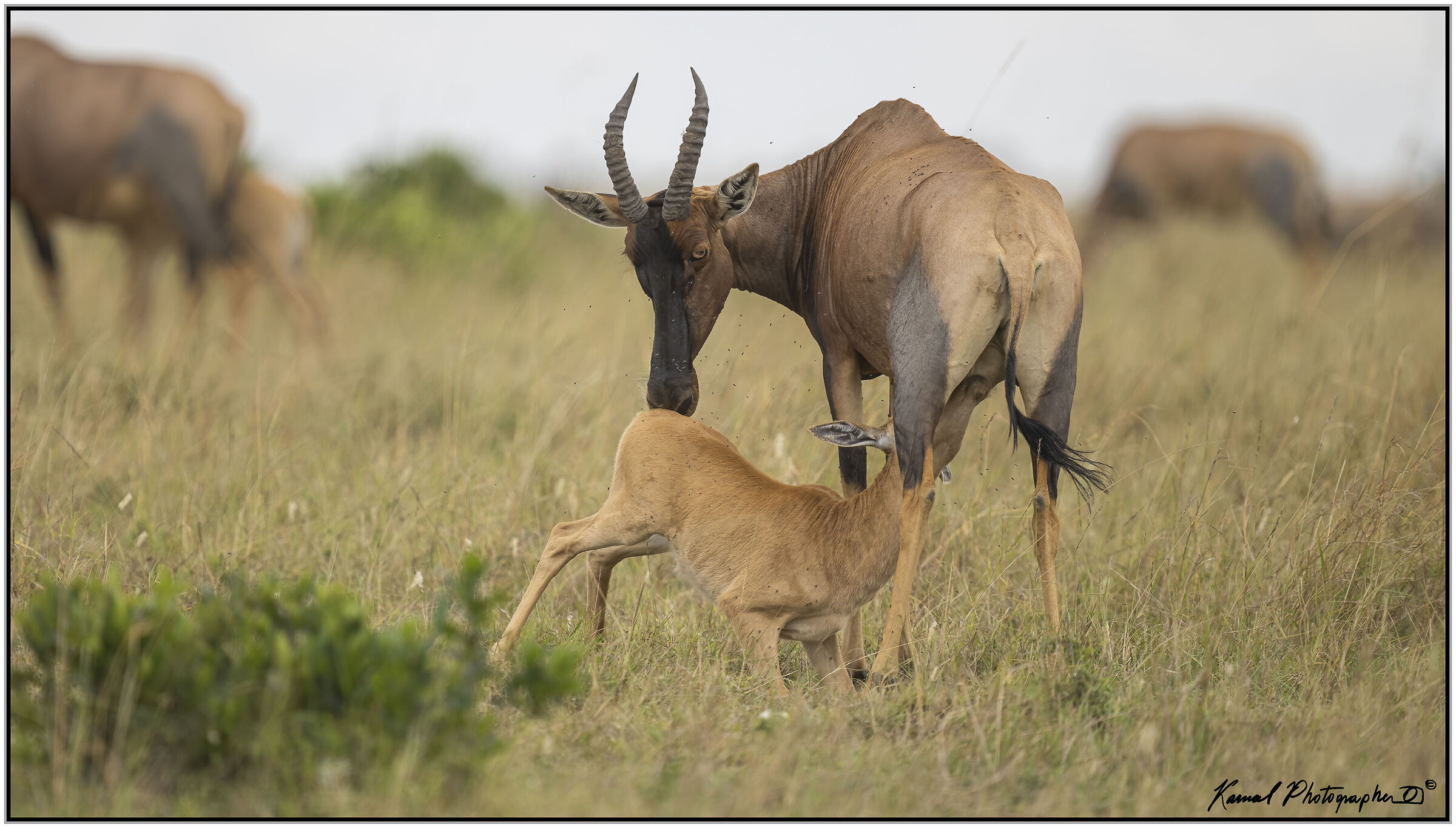 Damaliscus lunatus jimela