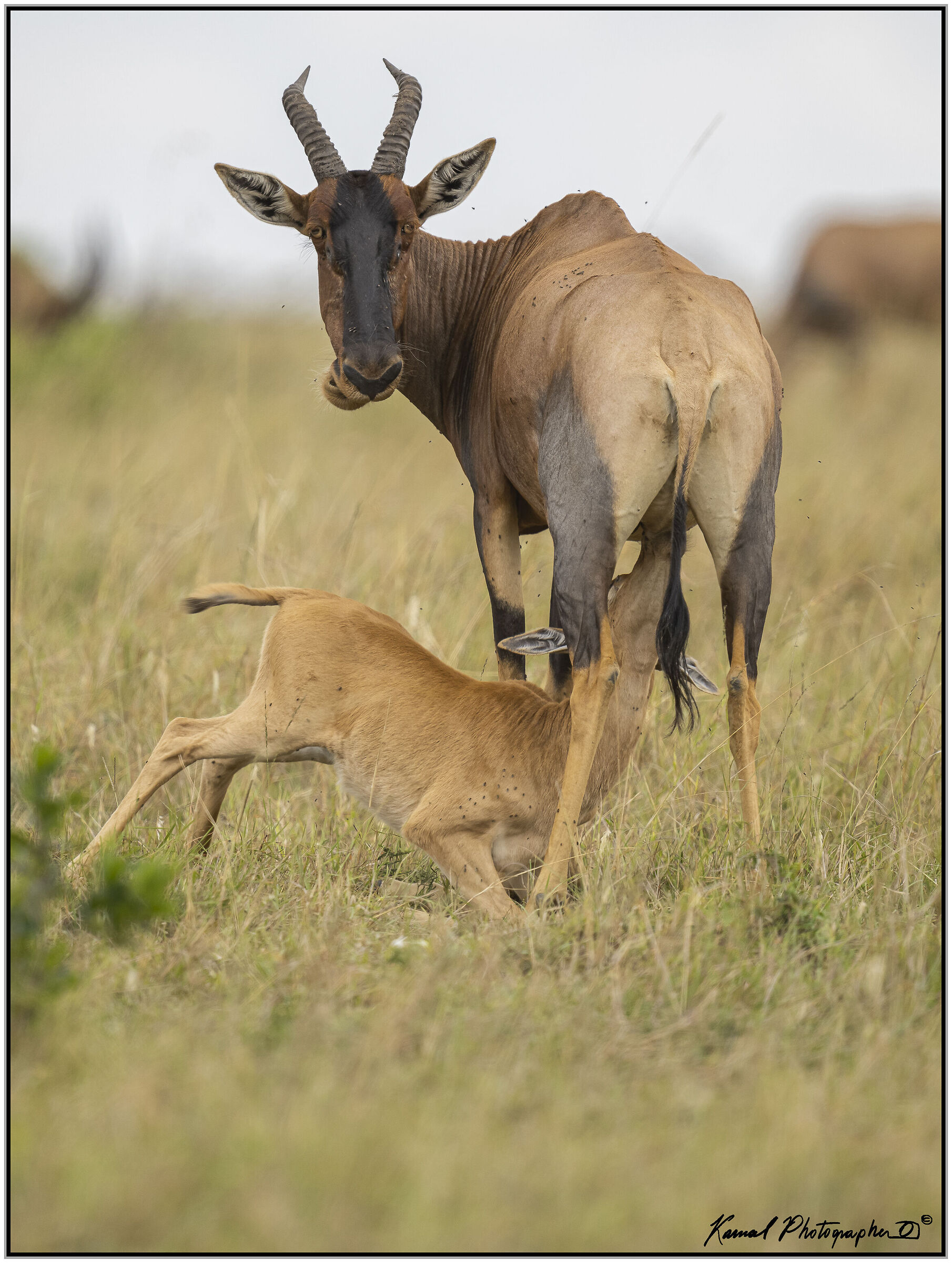 Damaliscus lunatus jimela