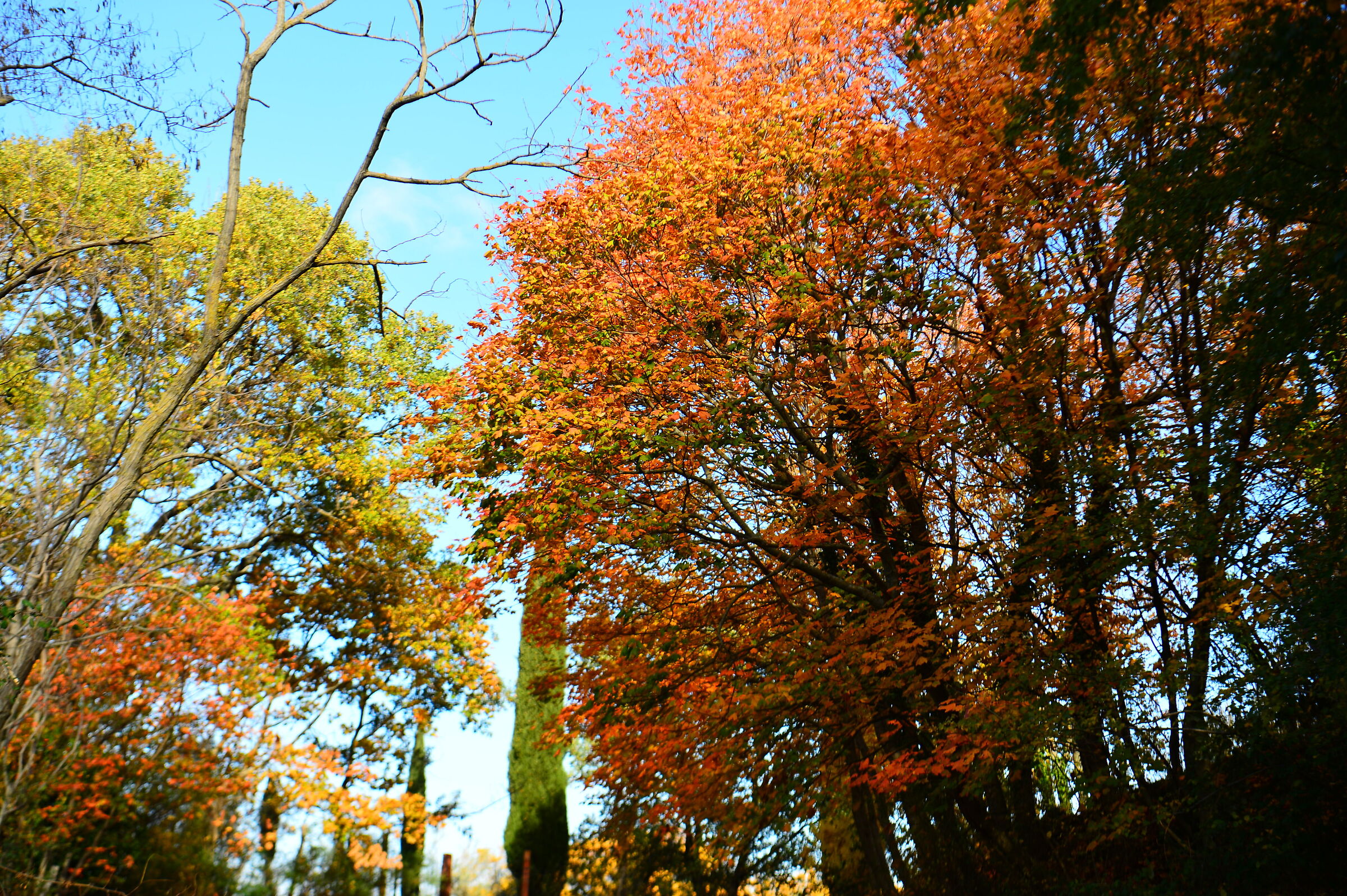 Anch'io ho voluto fermare i colori autunnali