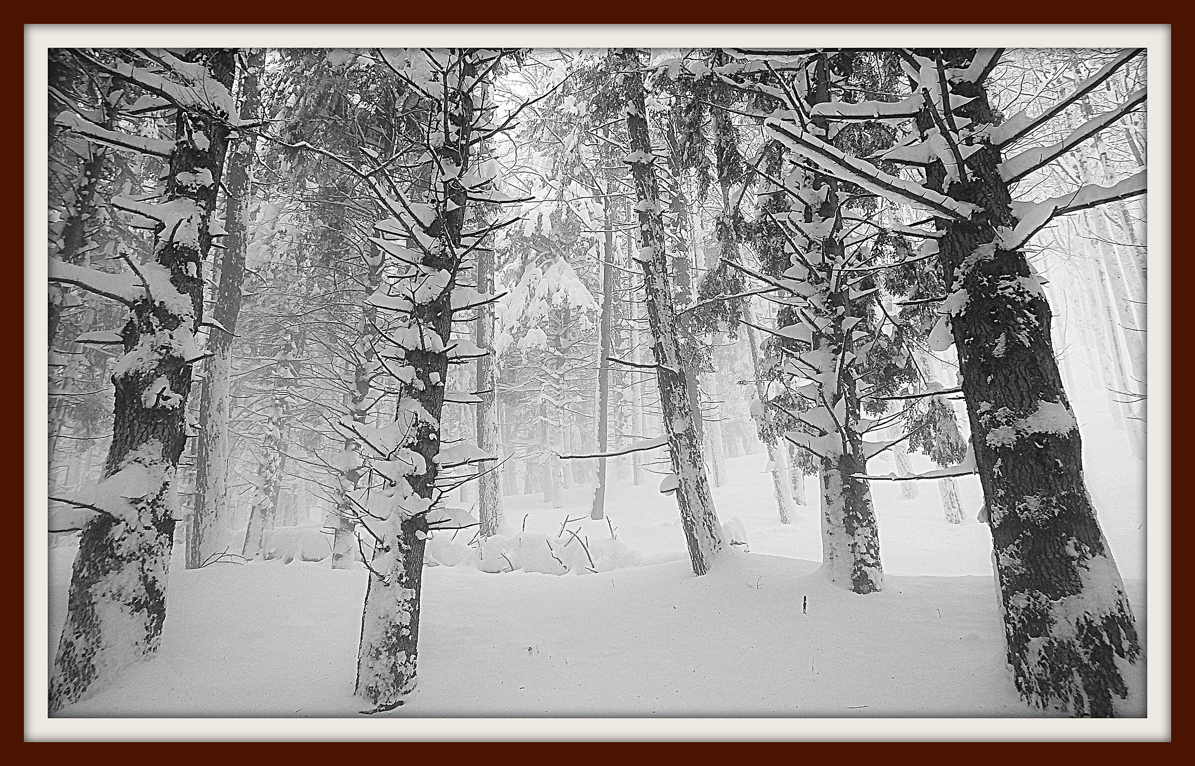 Cercando Zanna Bianca