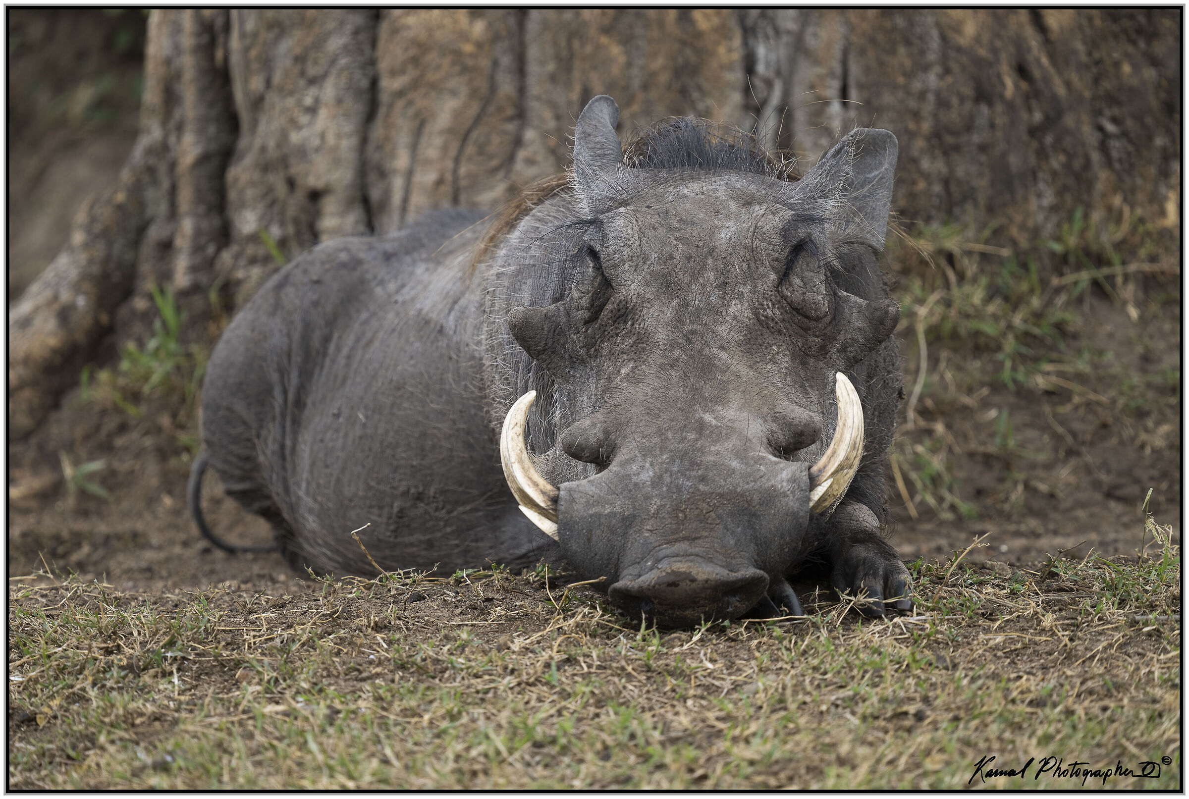 Phacochoerus africanus