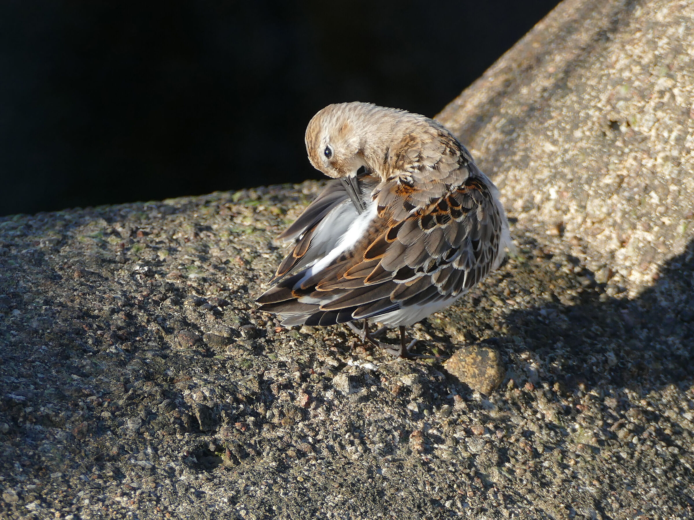 Calidris alpina (?)