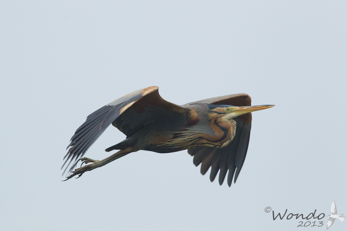 Purple Heron