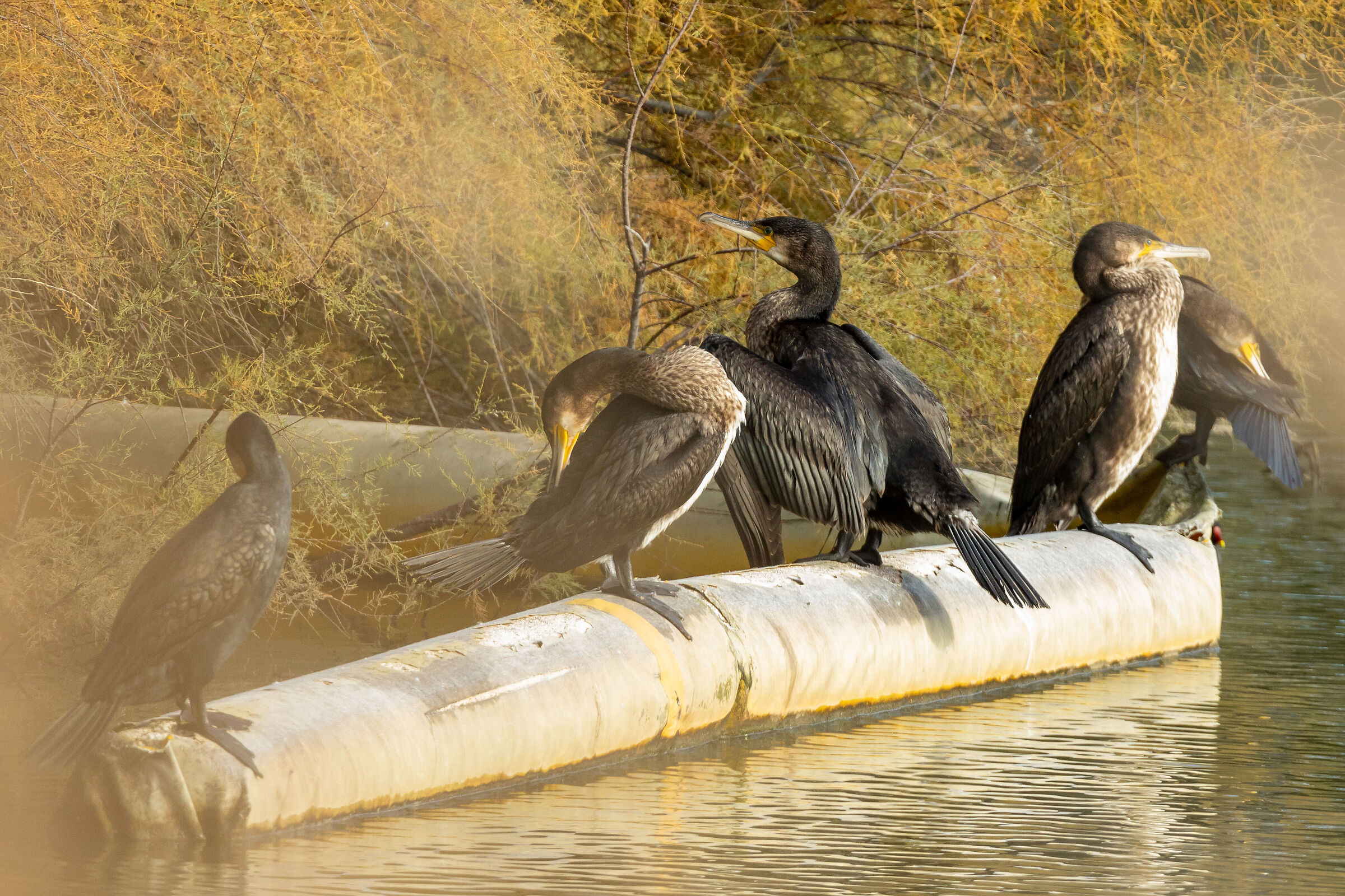 Cormorants
