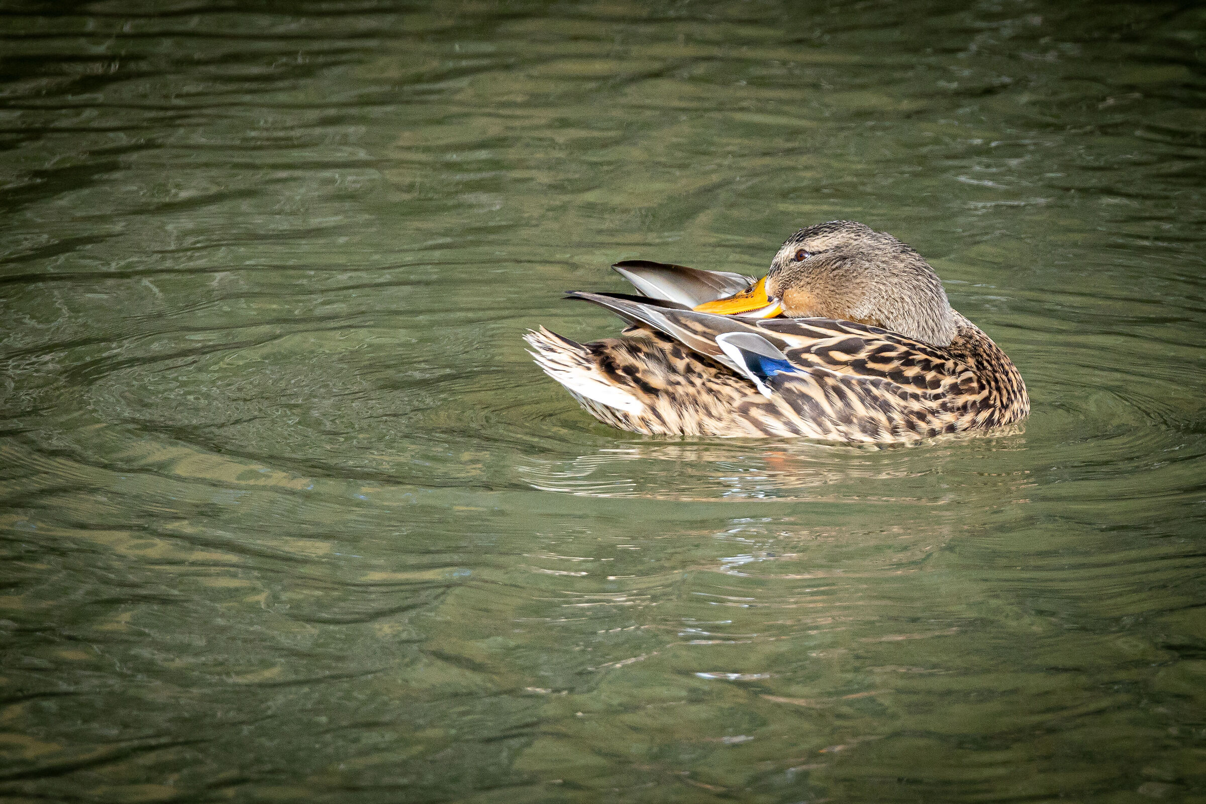 Mallard