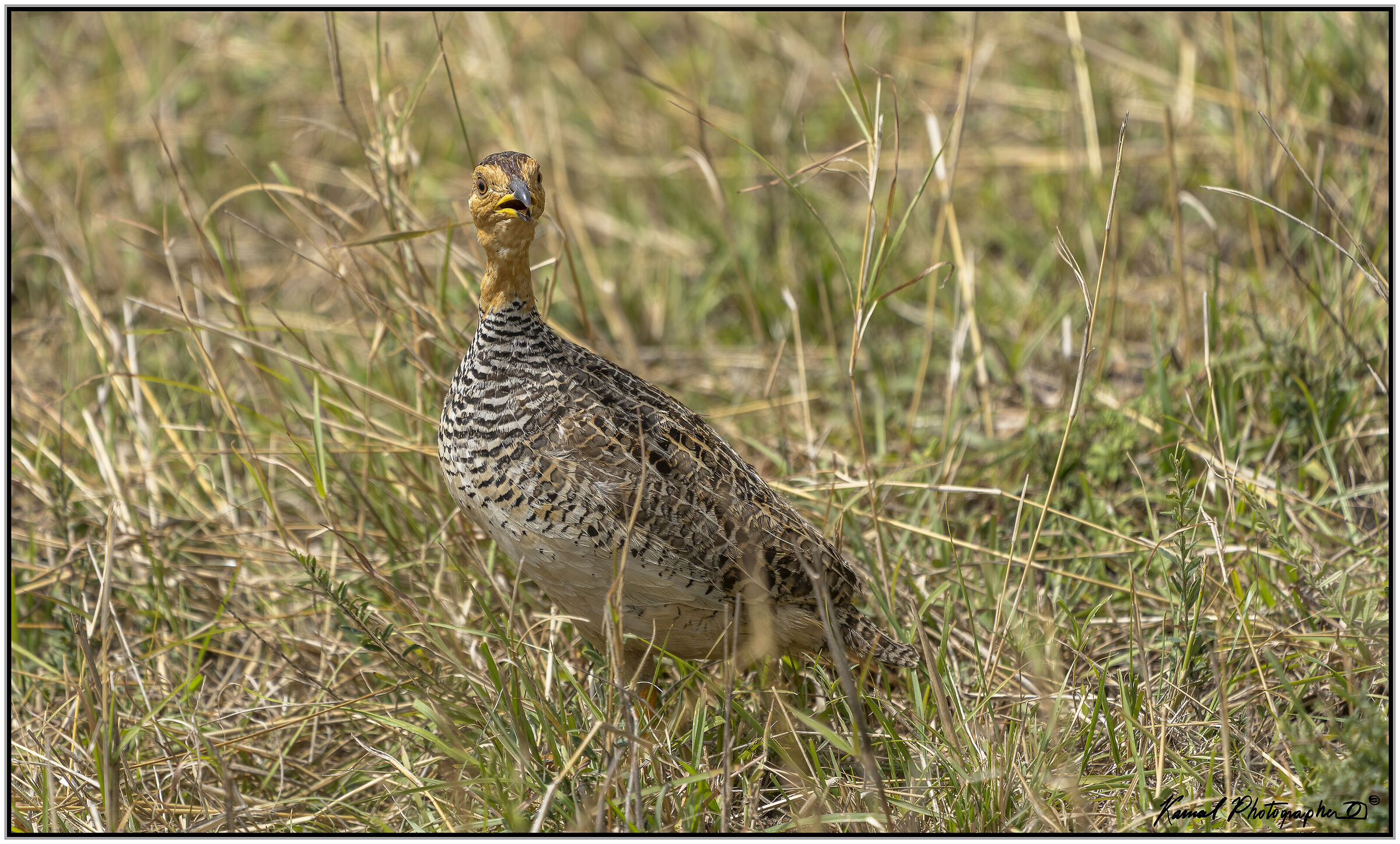 Rhynchotus rufescens