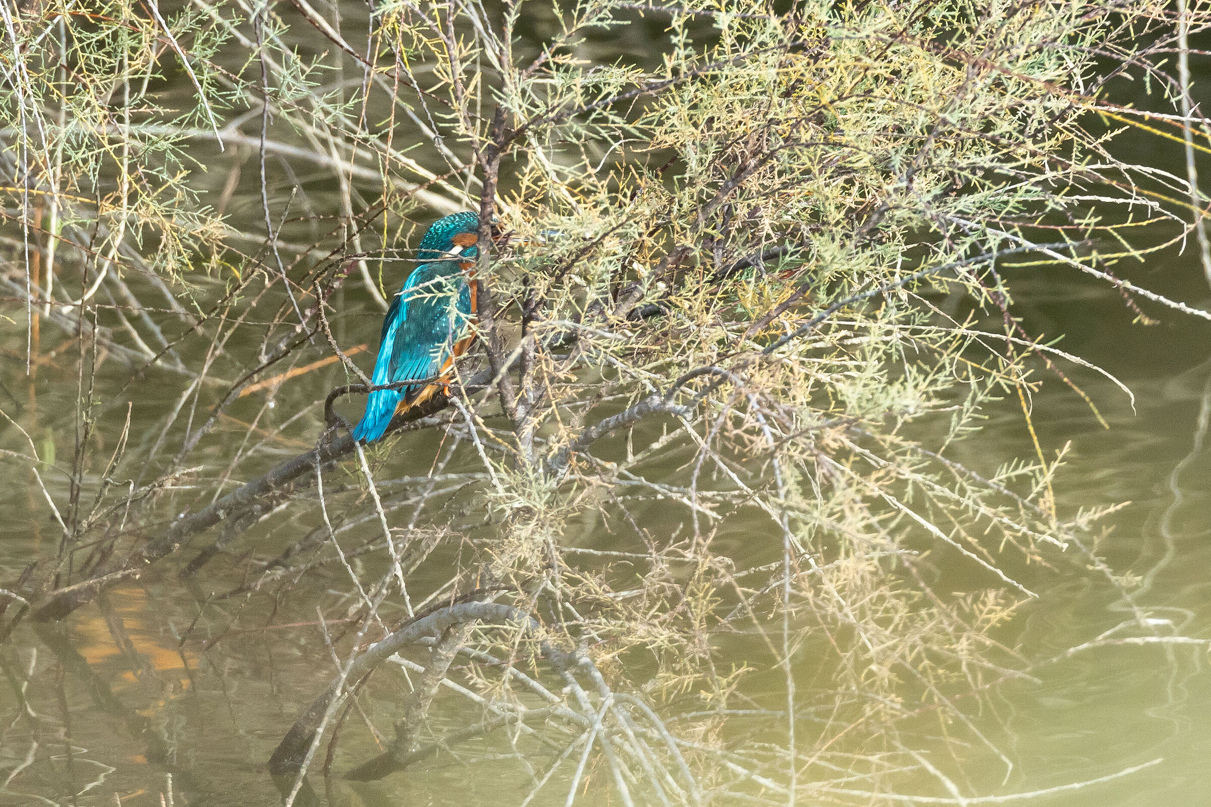 Martino seminascosto