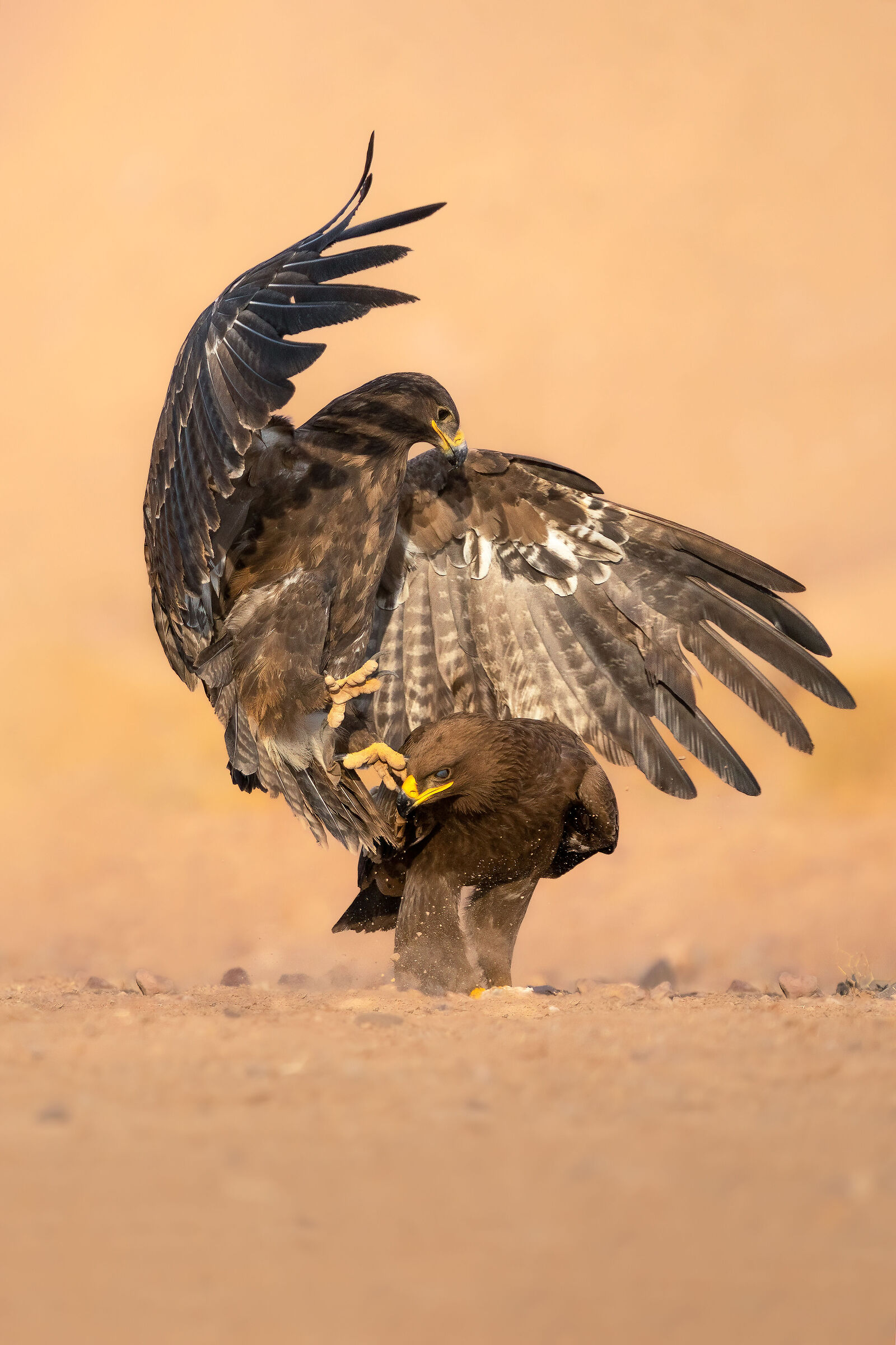 Steppe eagle