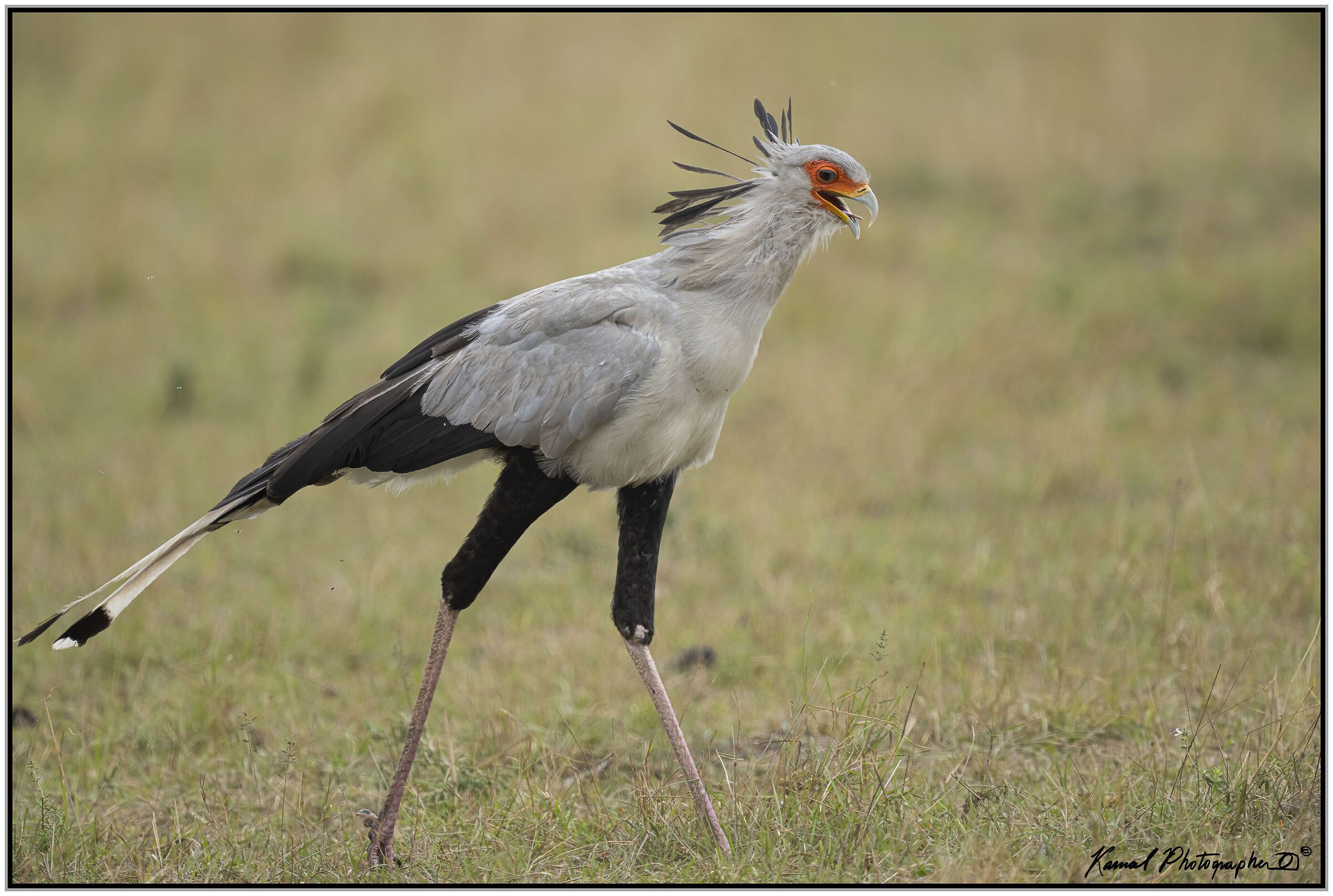 Sagittarius serpentarius