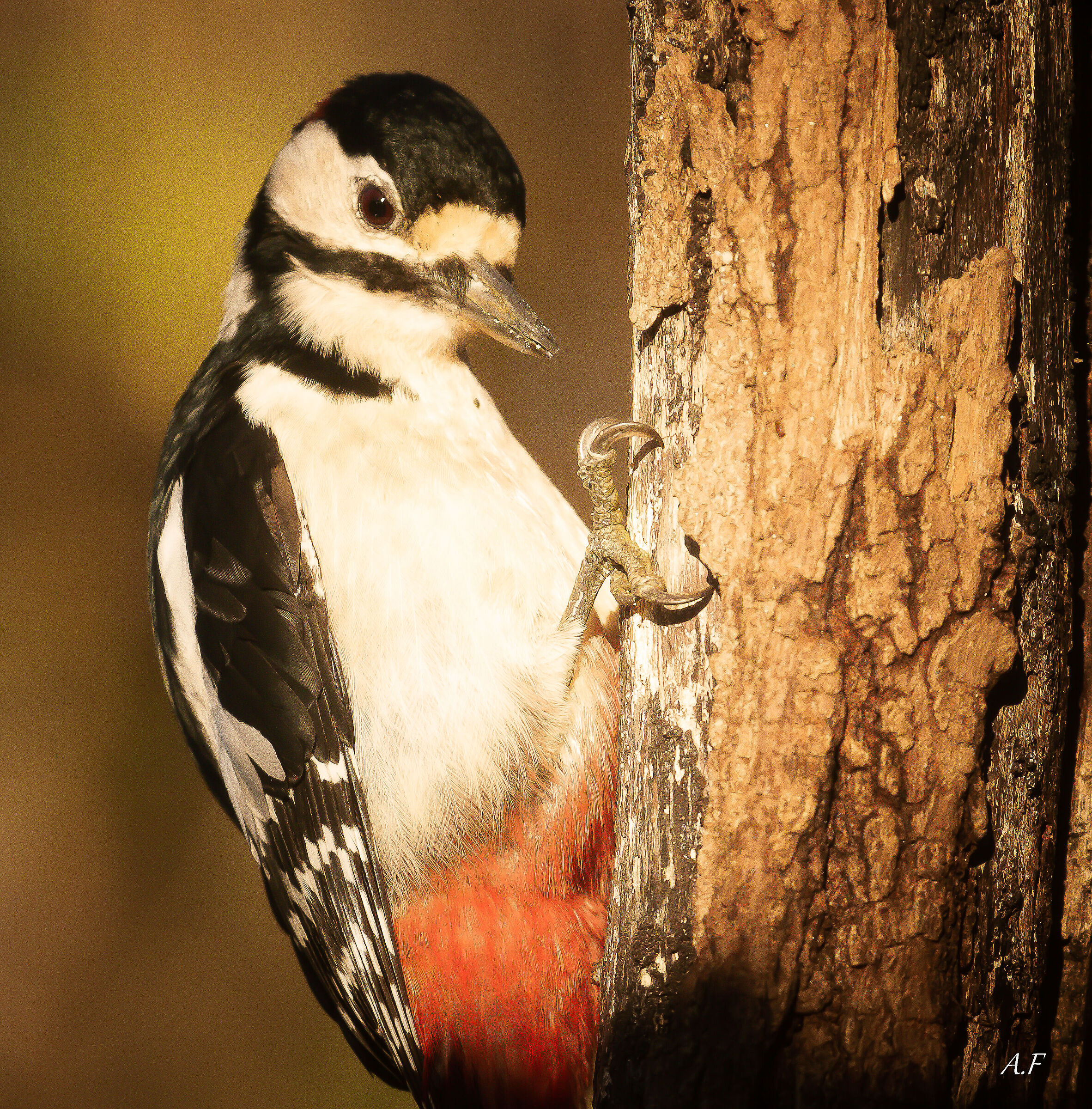 Greater spotted woodpecker