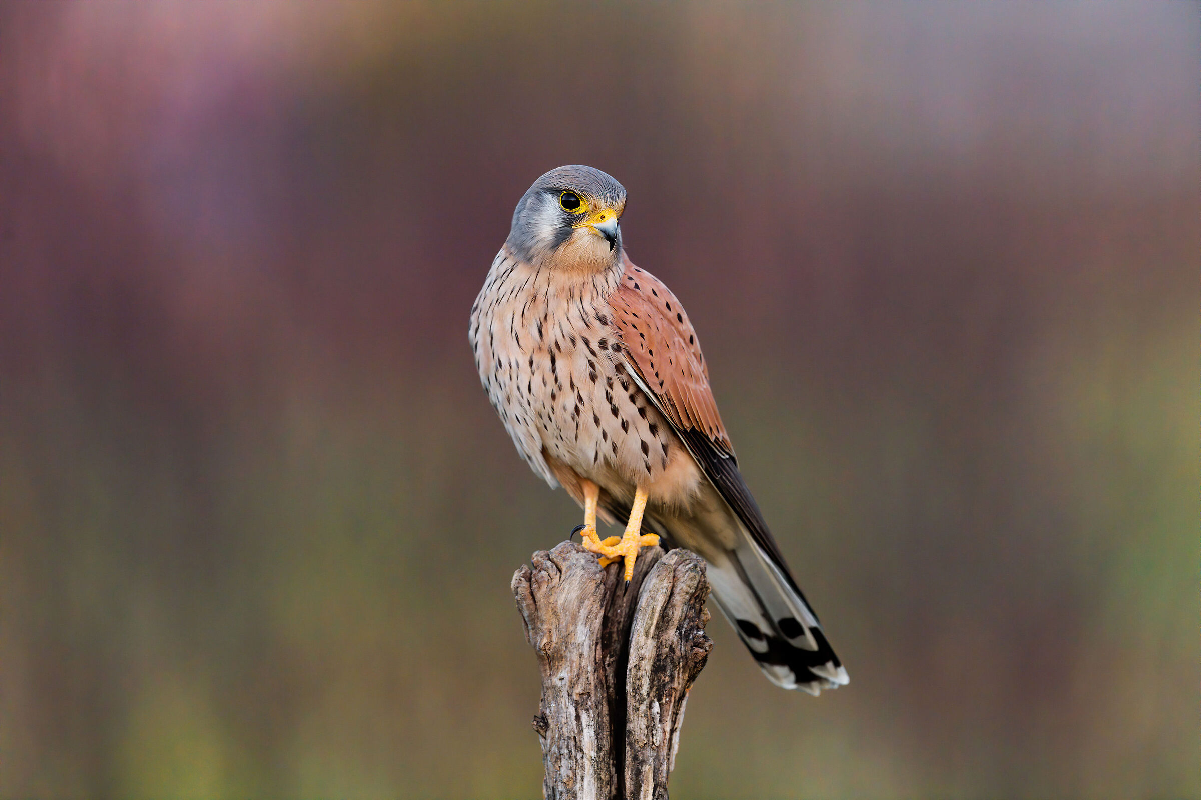 kestrel