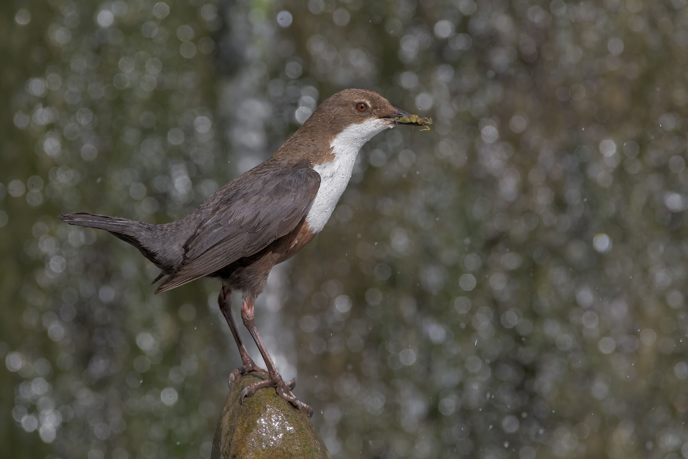 White-throated dipper