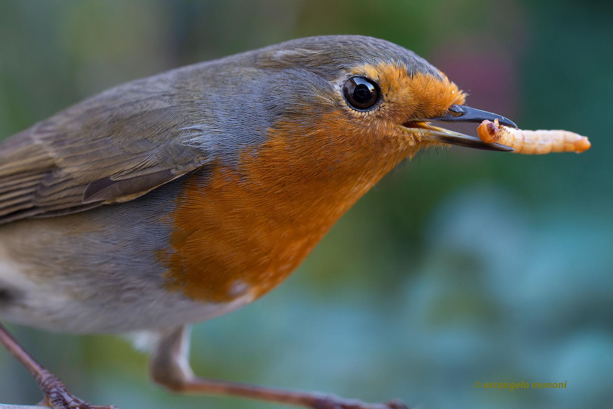 macro a robin no crop ( il capanno nei suoi occhi)