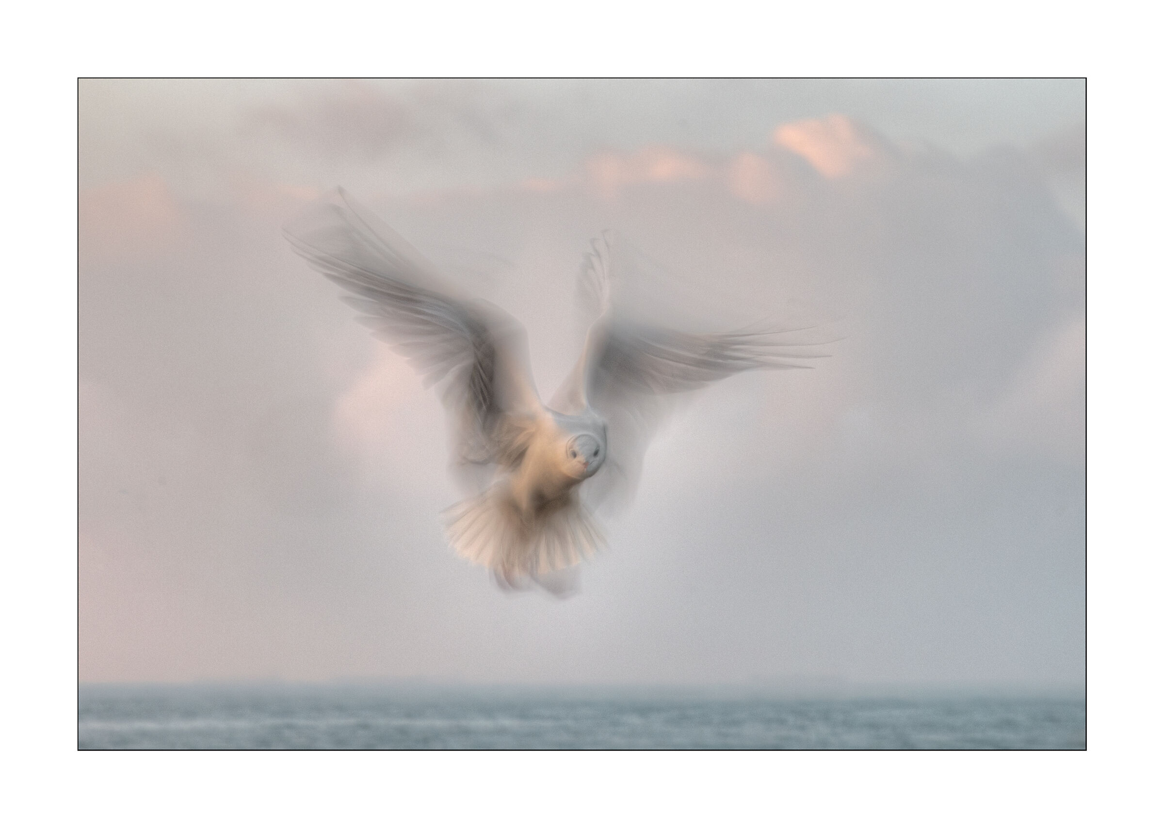 in volo alle prime luci dell'alba