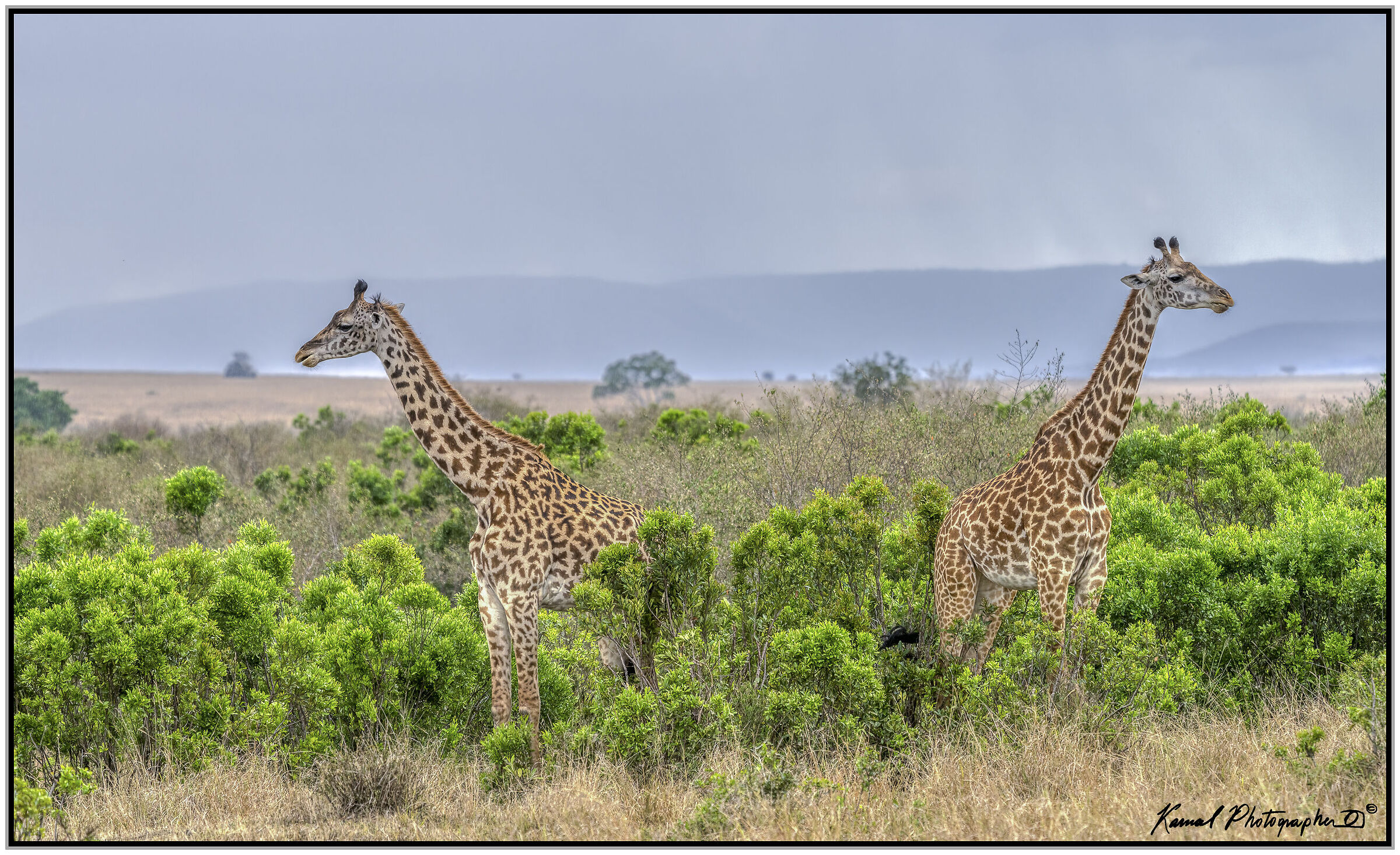 Camelopardalis tippelskirchi