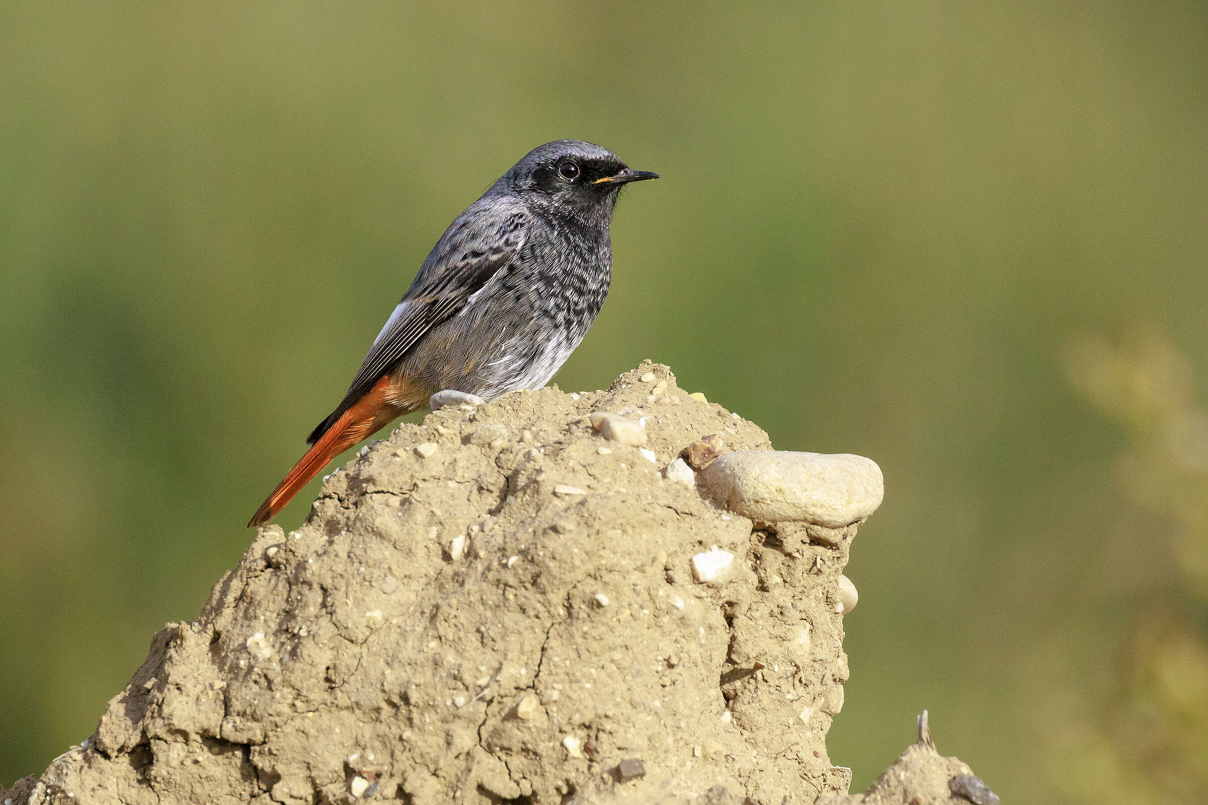 Black redstart
