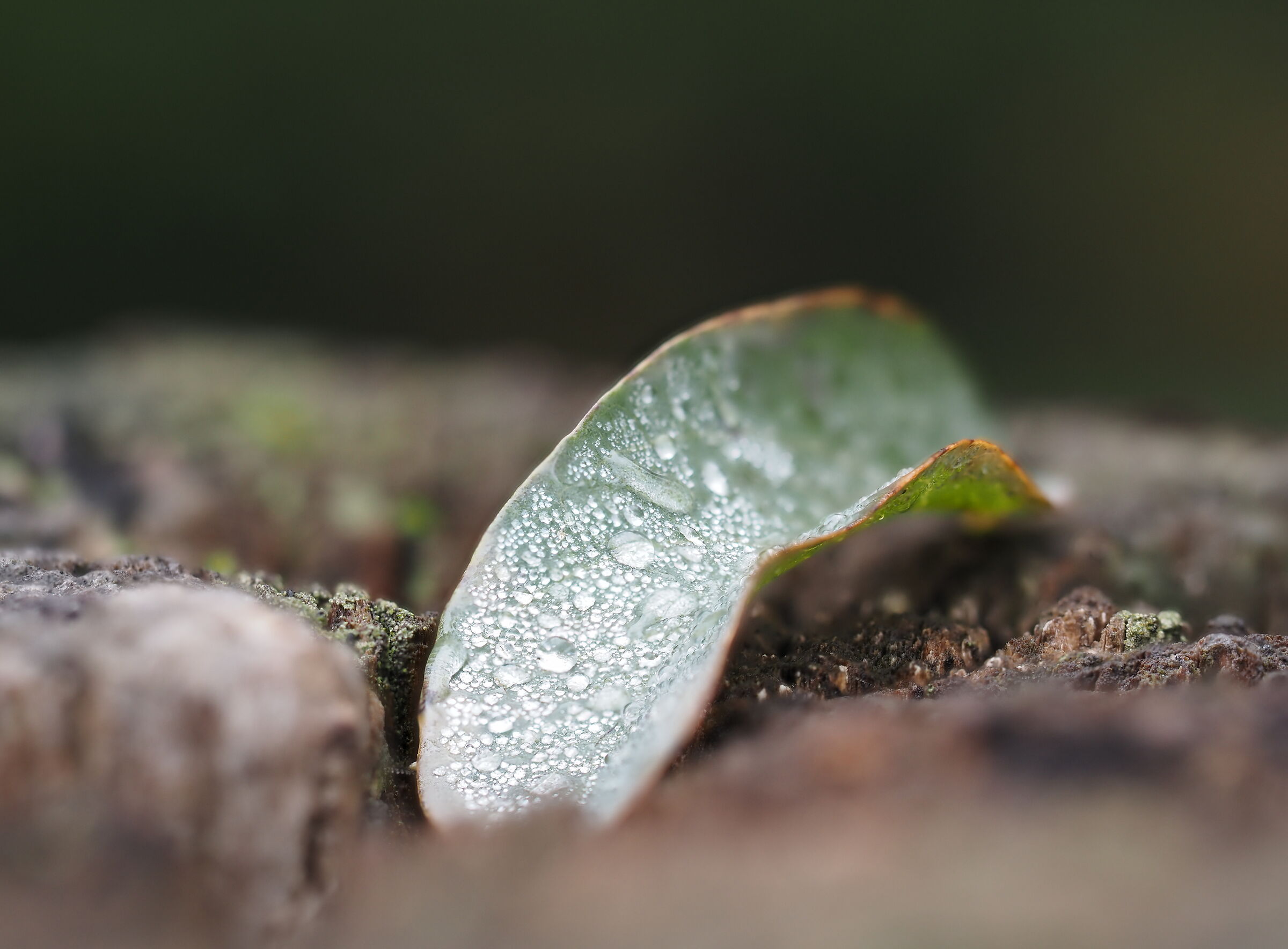 foglia focusstacking