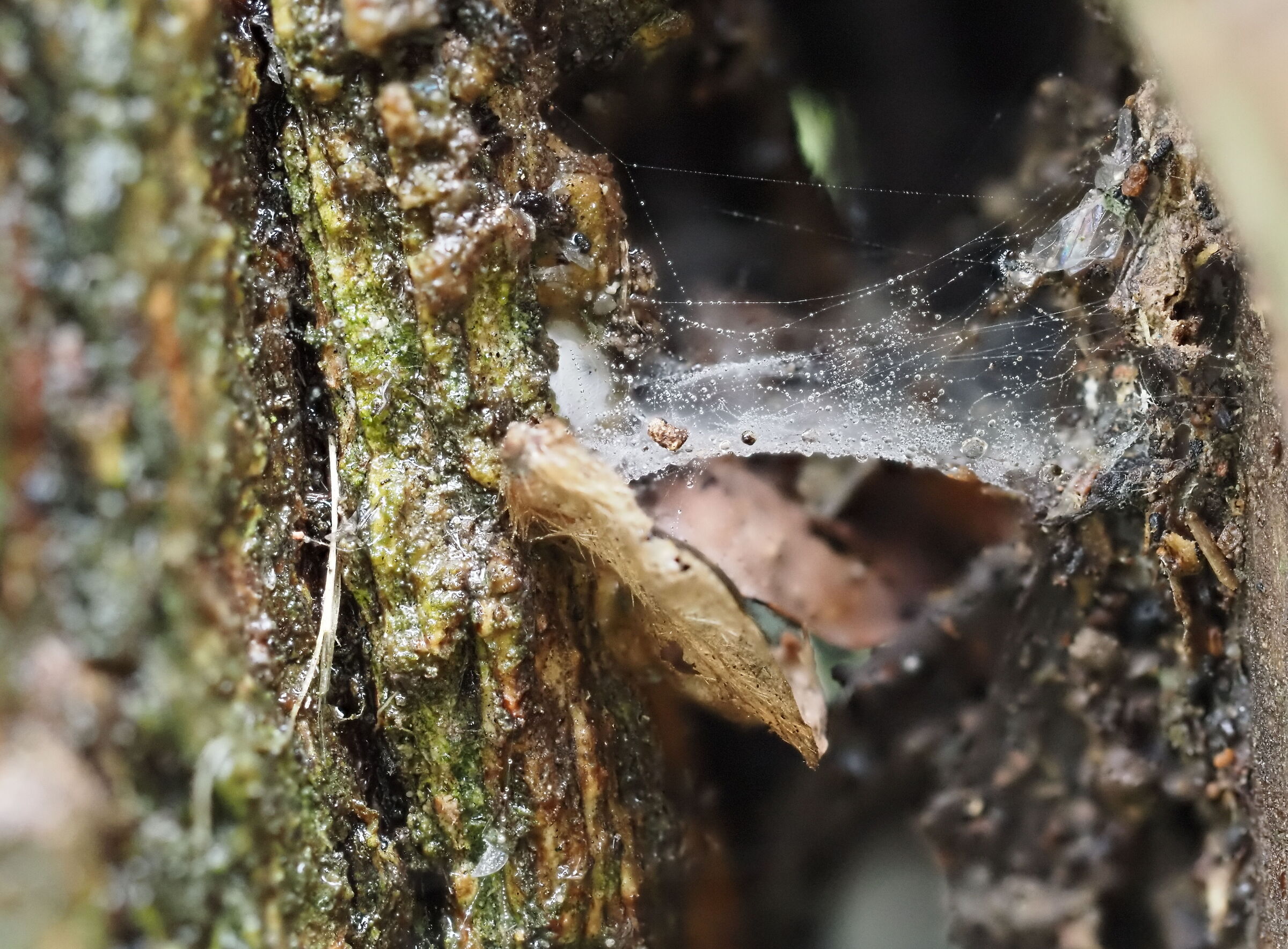 web focusstacking