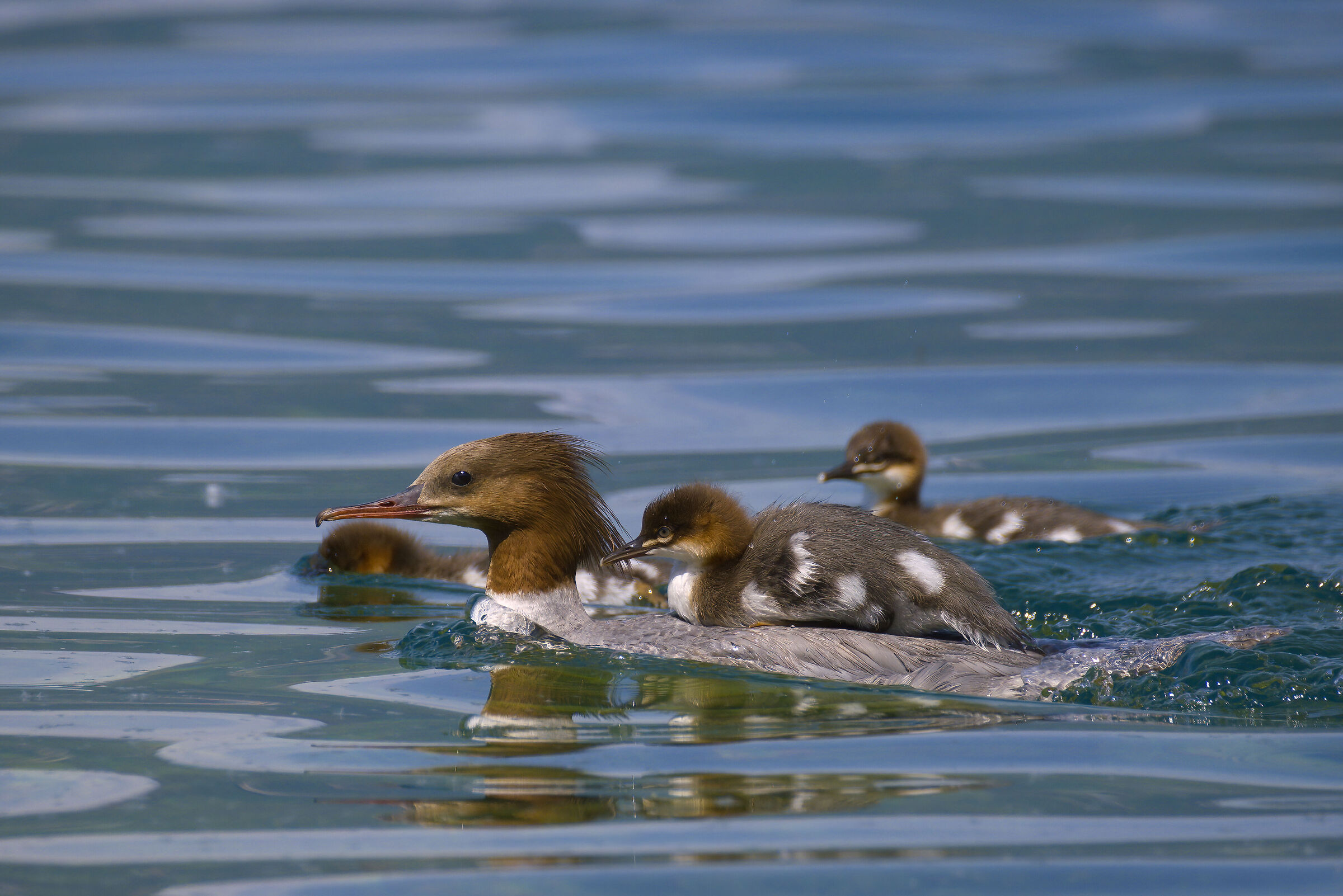 Red-breasted merganser