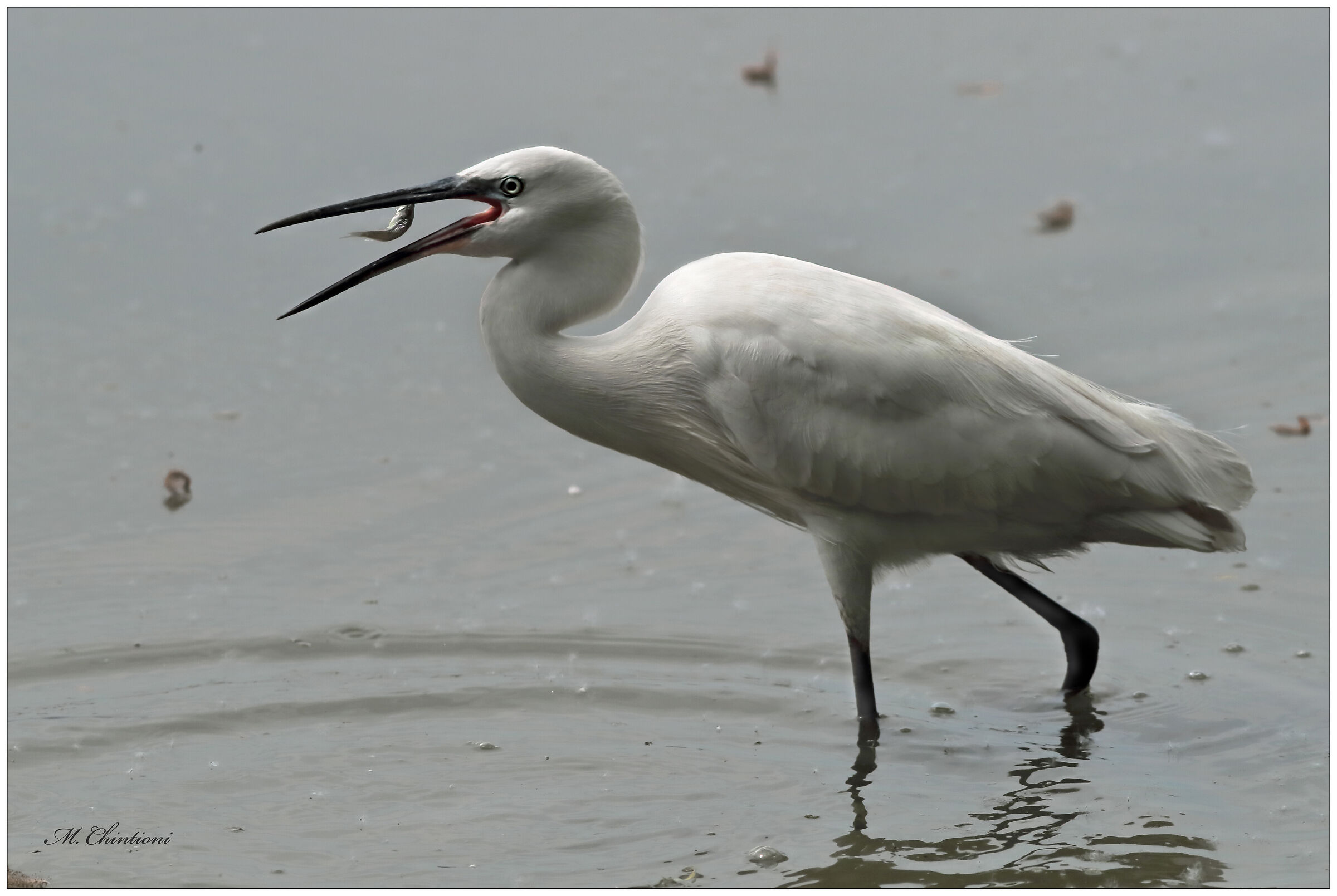 Egret