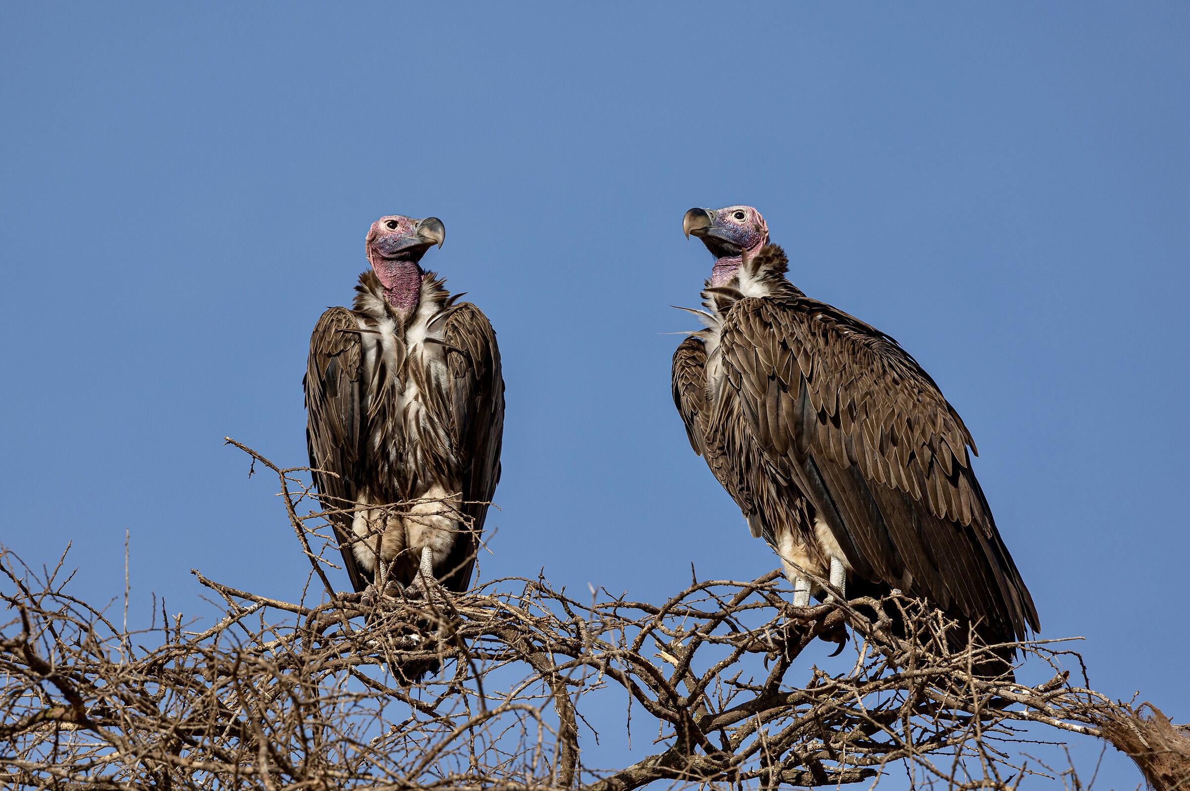 Lappet-faced vulture (avvoltoio orecchiuto)