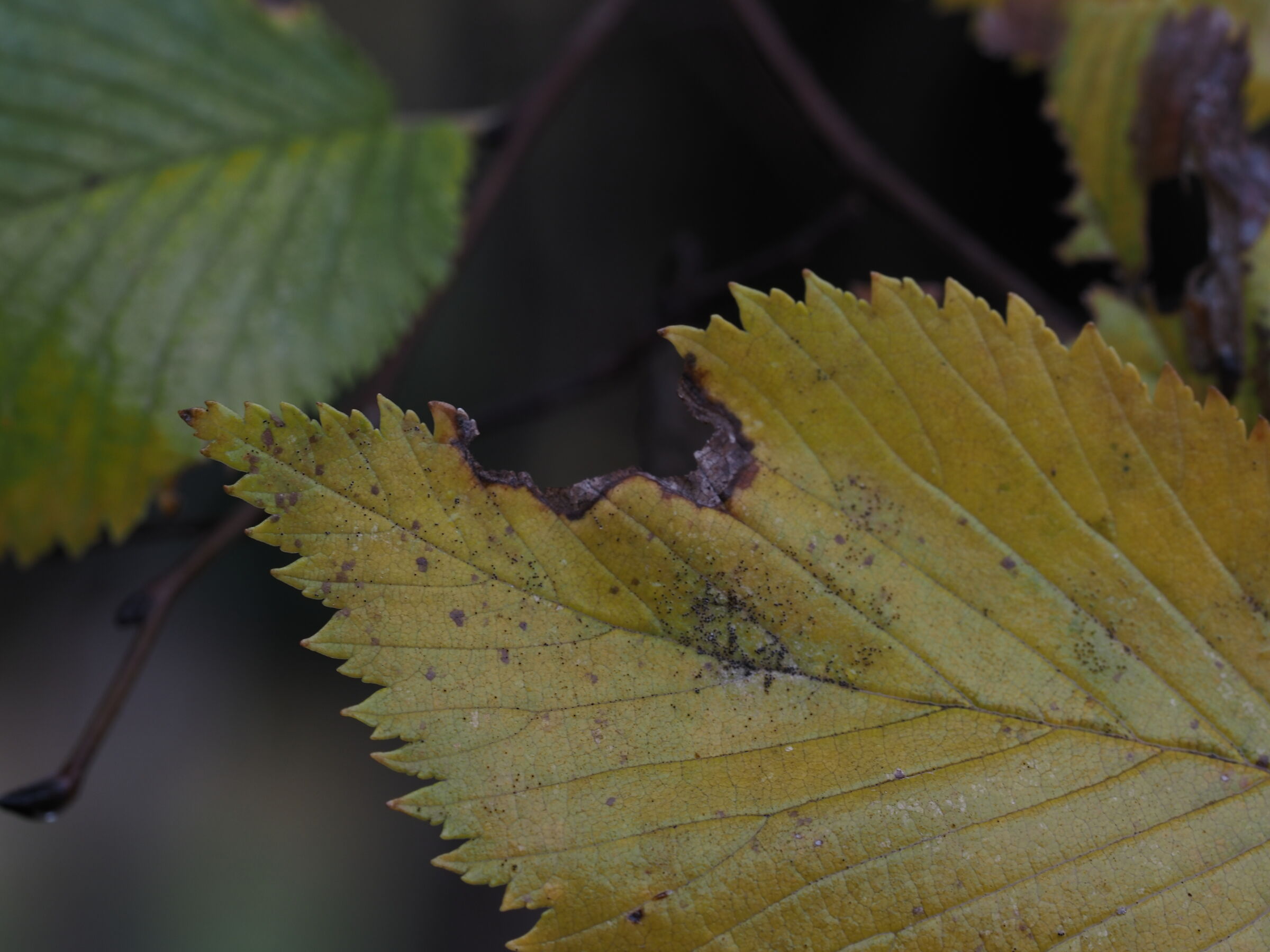 leaf2