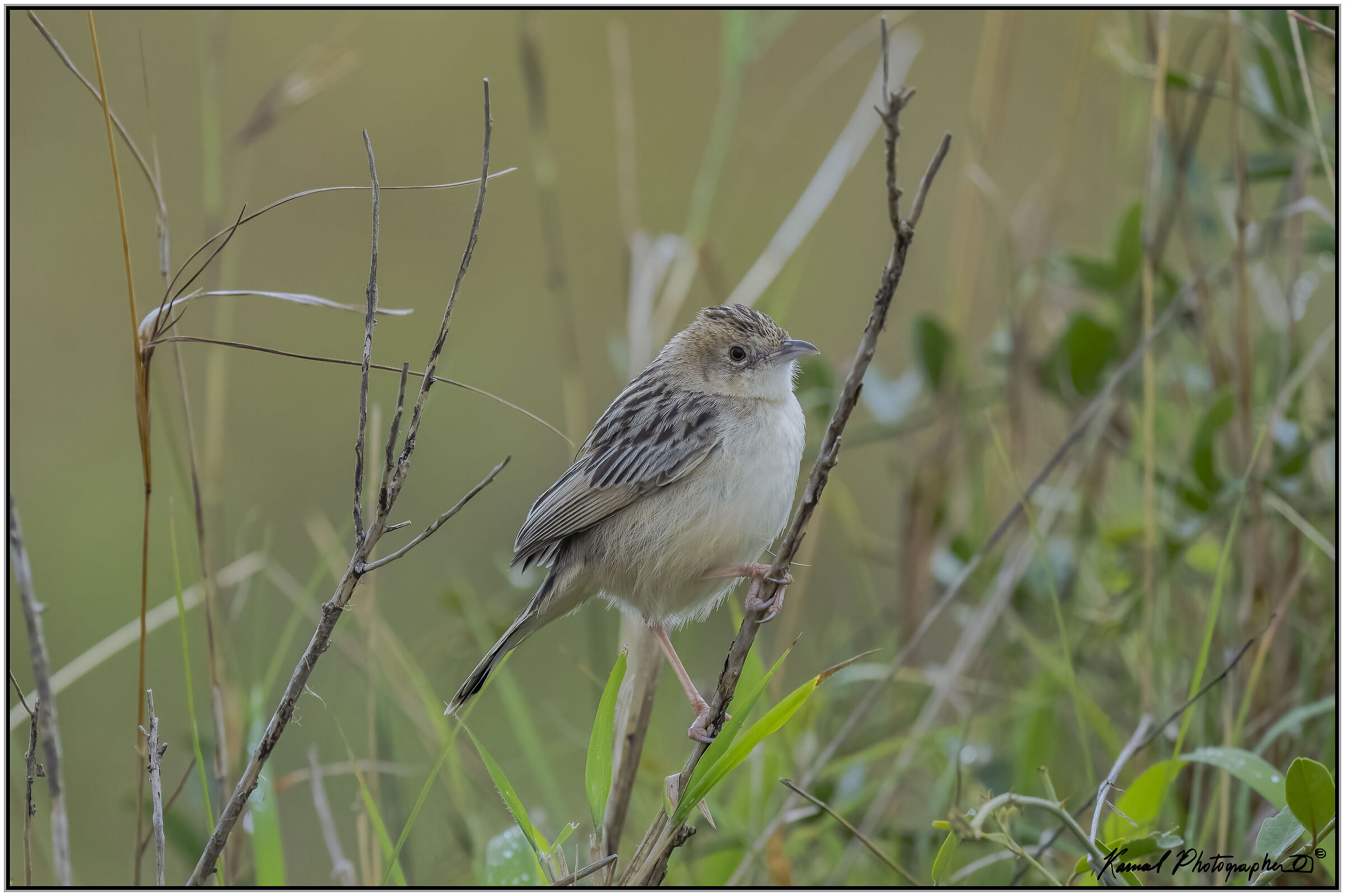Cisticola juncidis