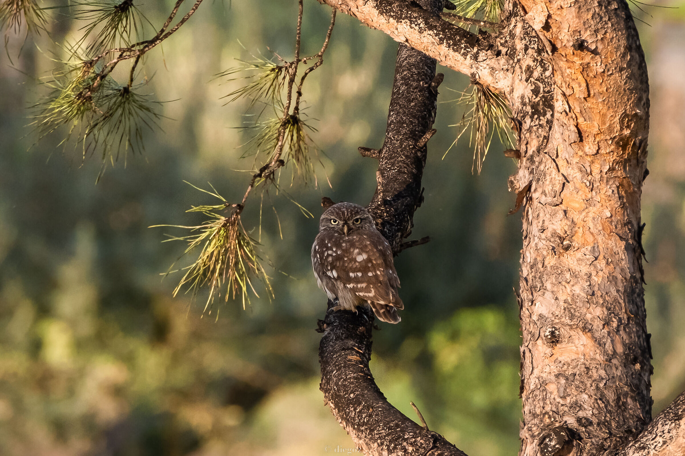 Owl