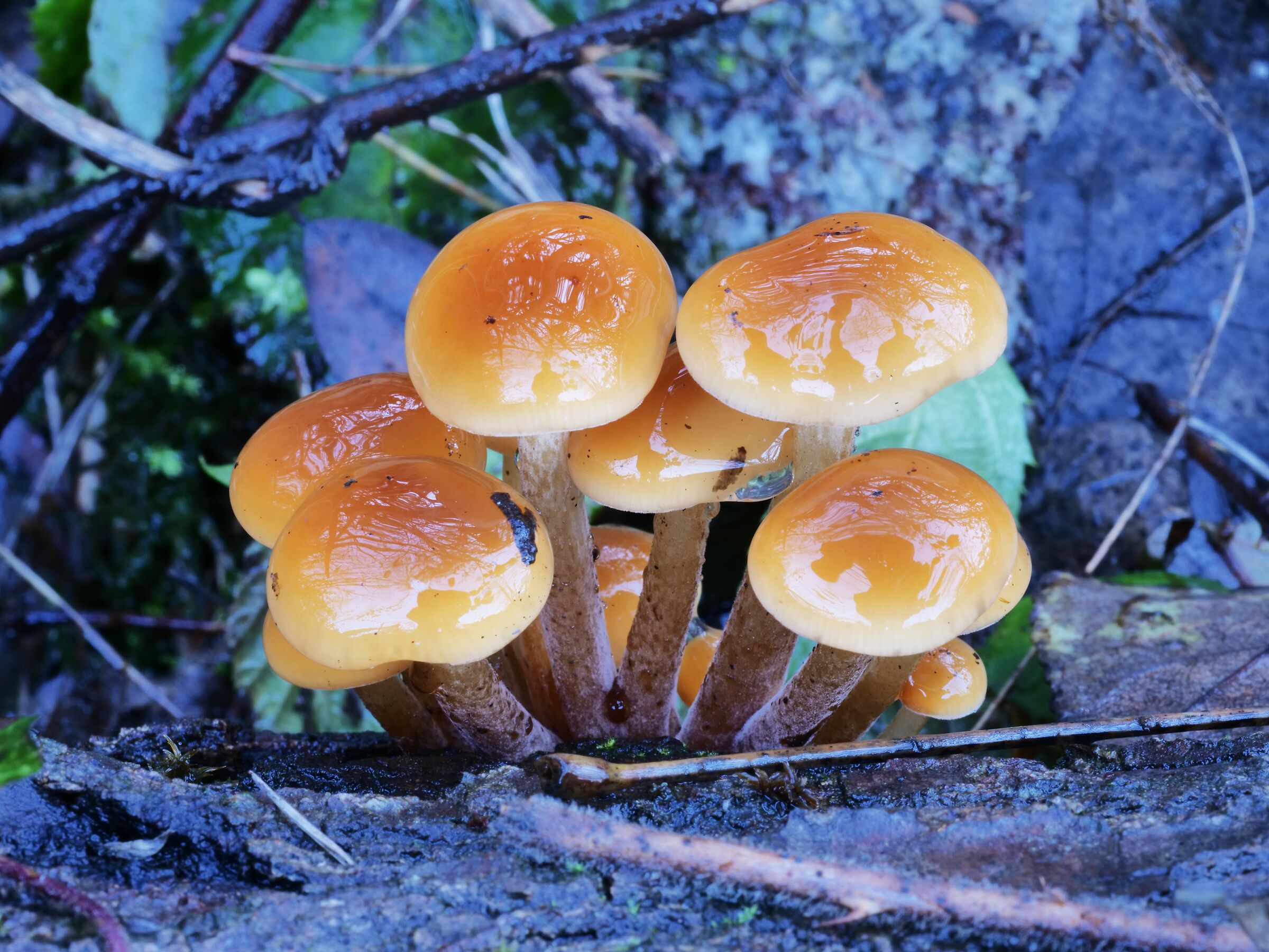 The colors of nature