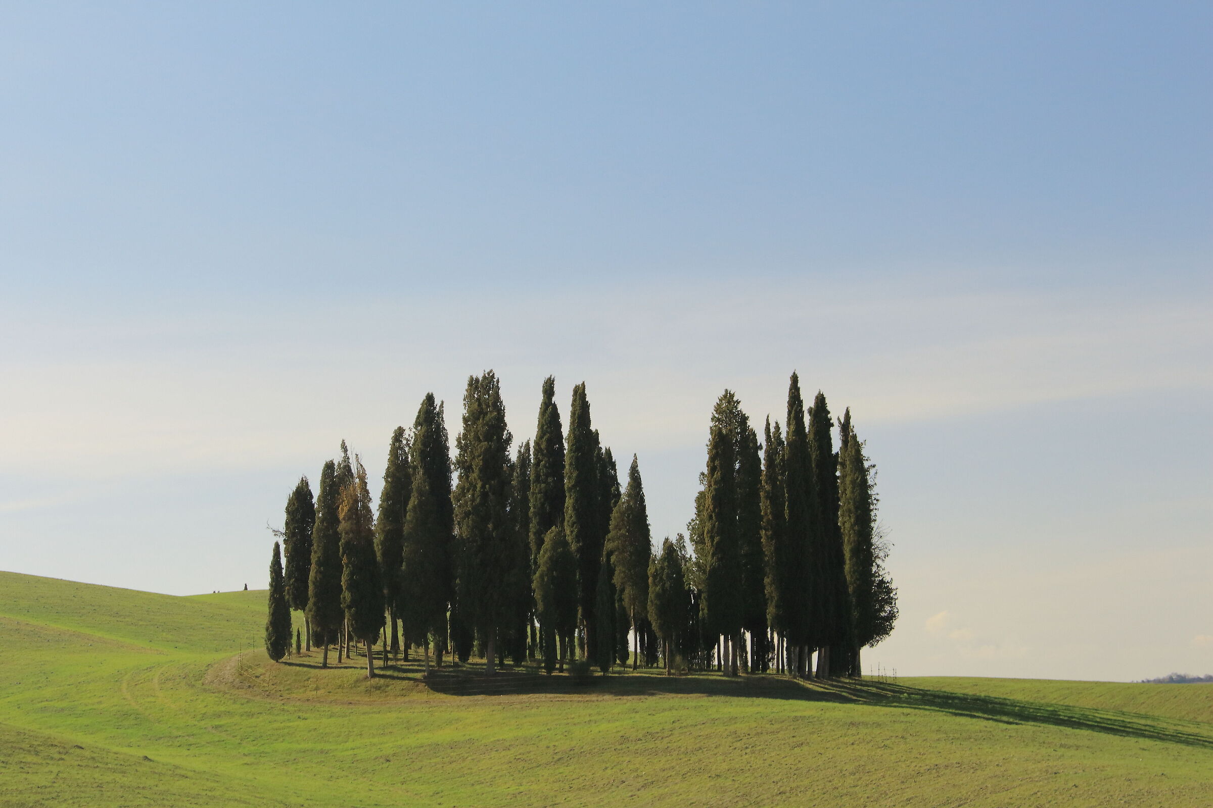 Cypress